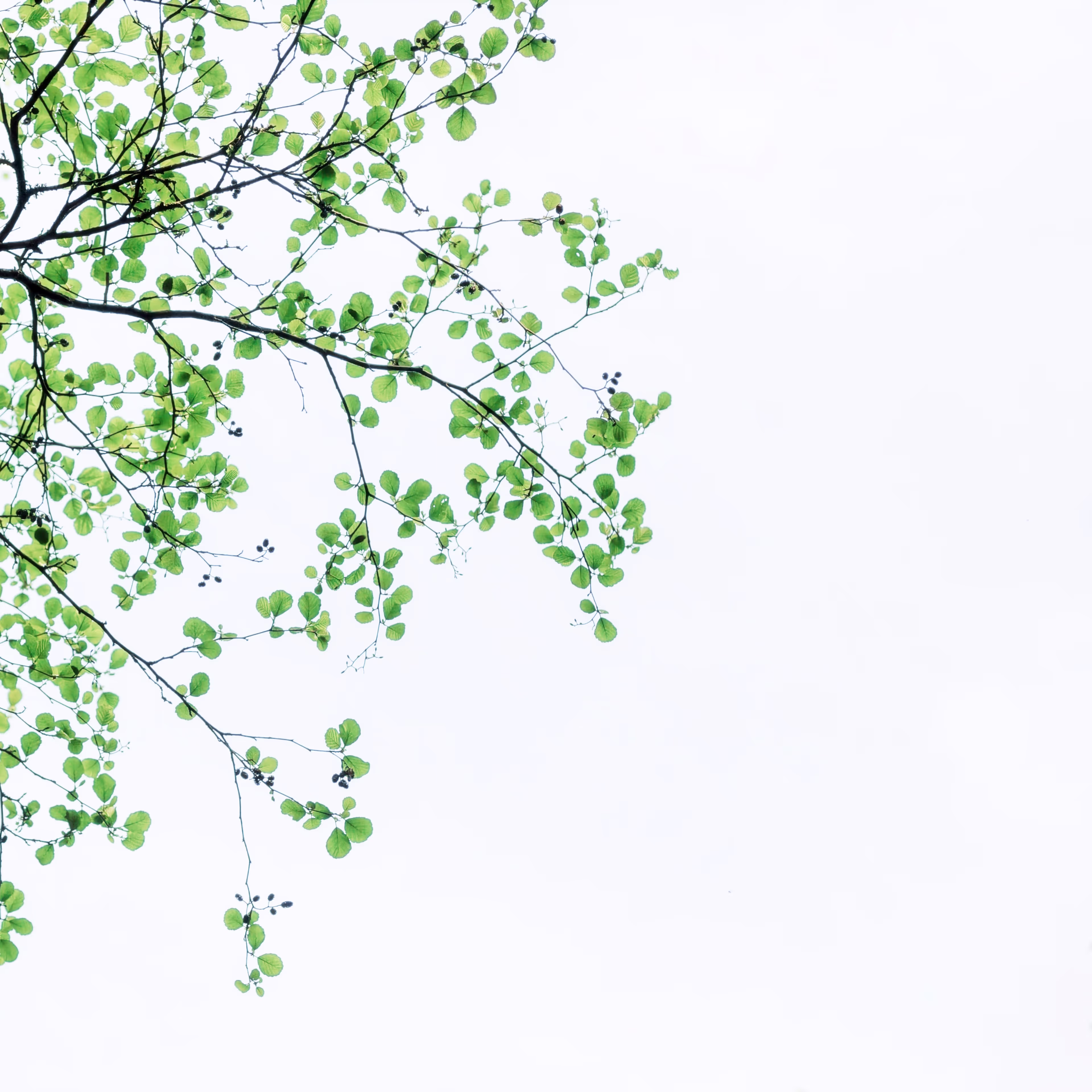 Green leaves and small berries on thin tree branches against a pale sky background.