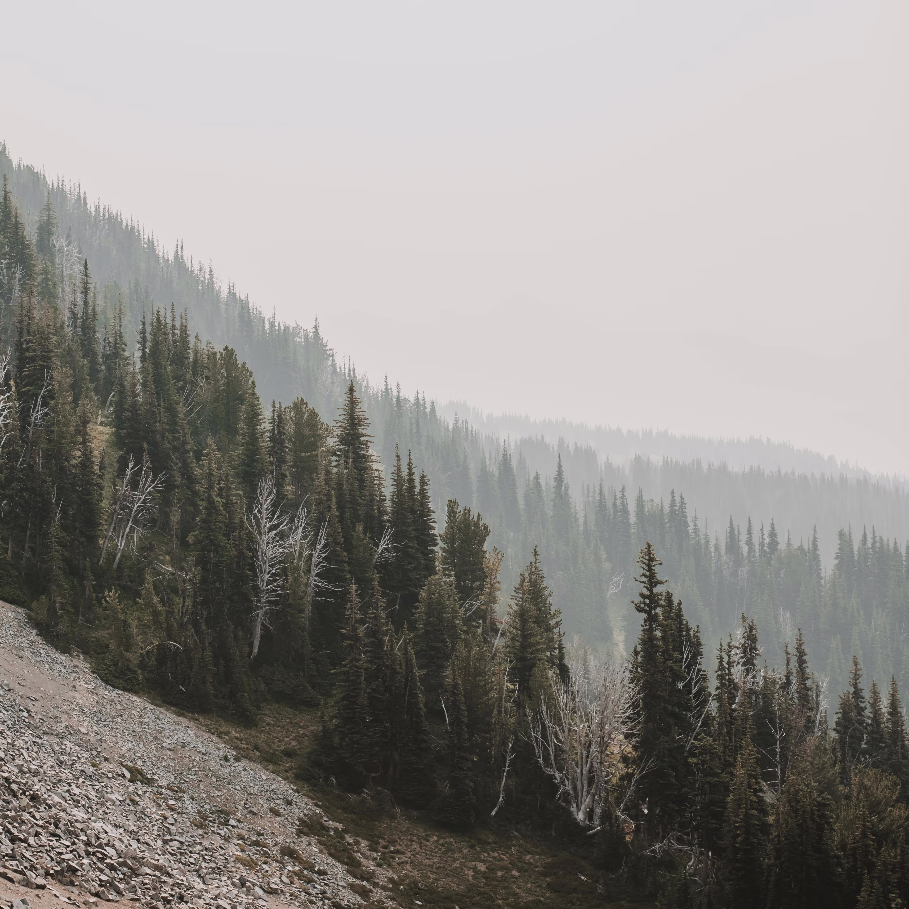 Dense pine forest on a mountain slope fading into misty background hills.