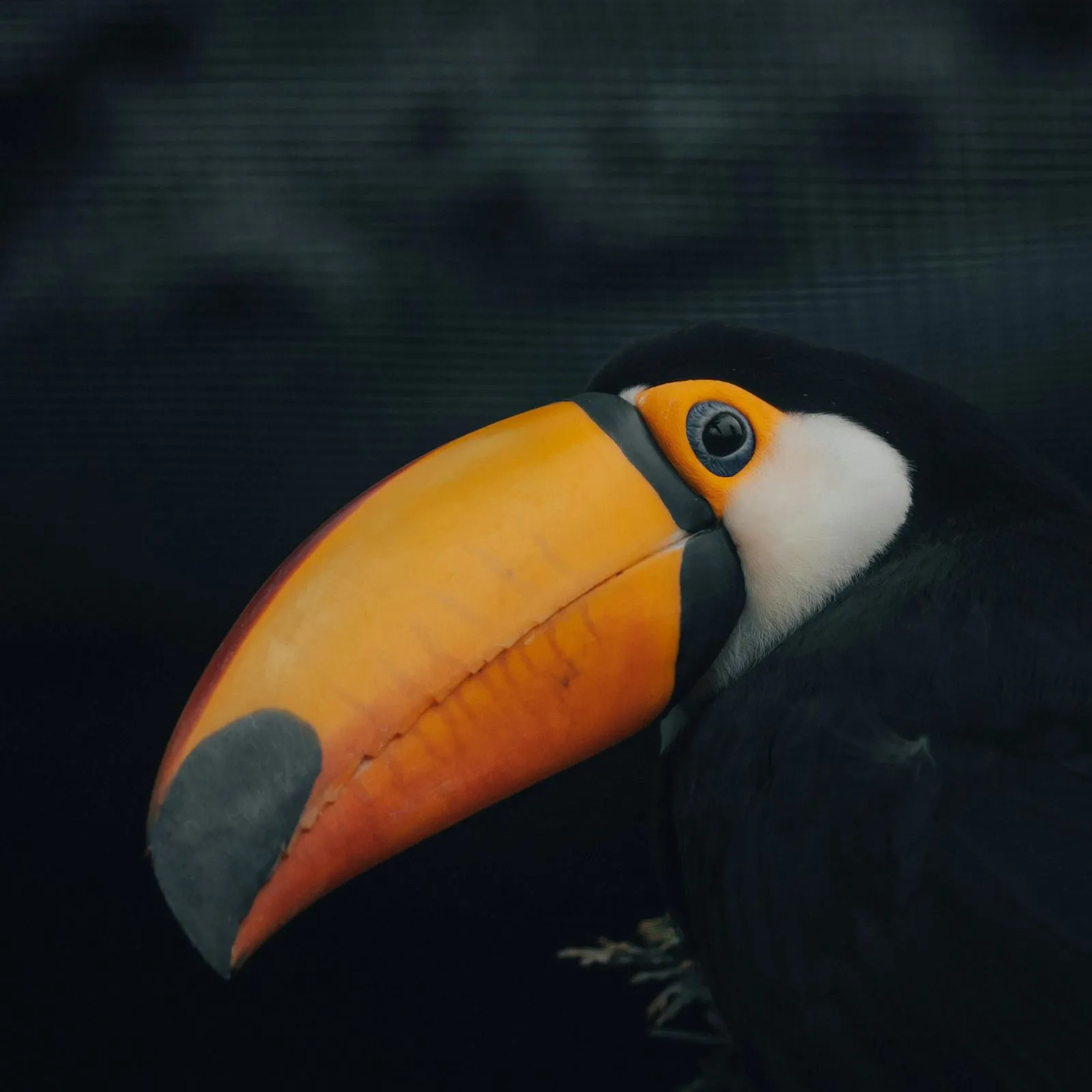 Close-up of a toucan with a large orange and black beak against a dark background.