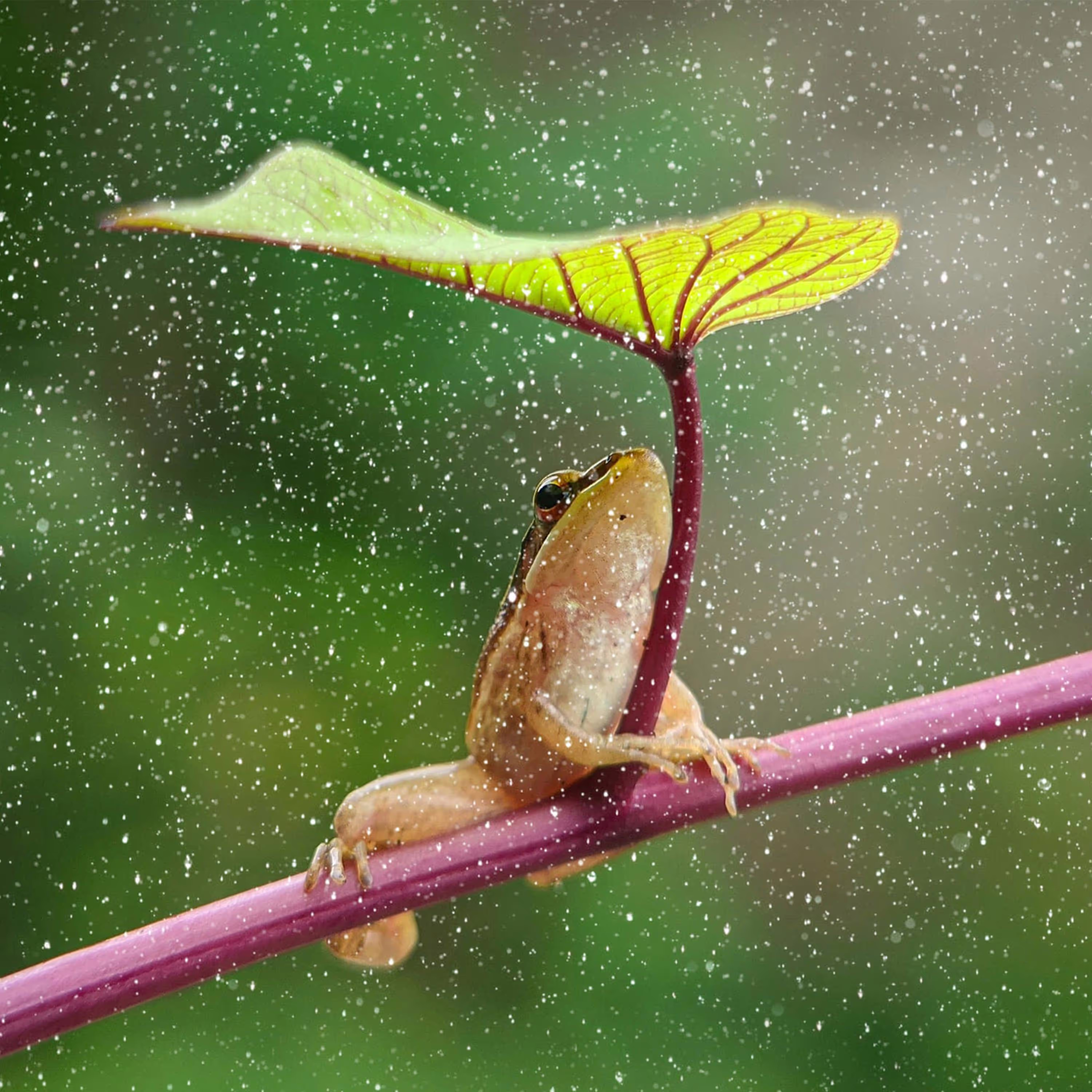 Small frog clings to purple stem under a green leaf while snow falls around it.