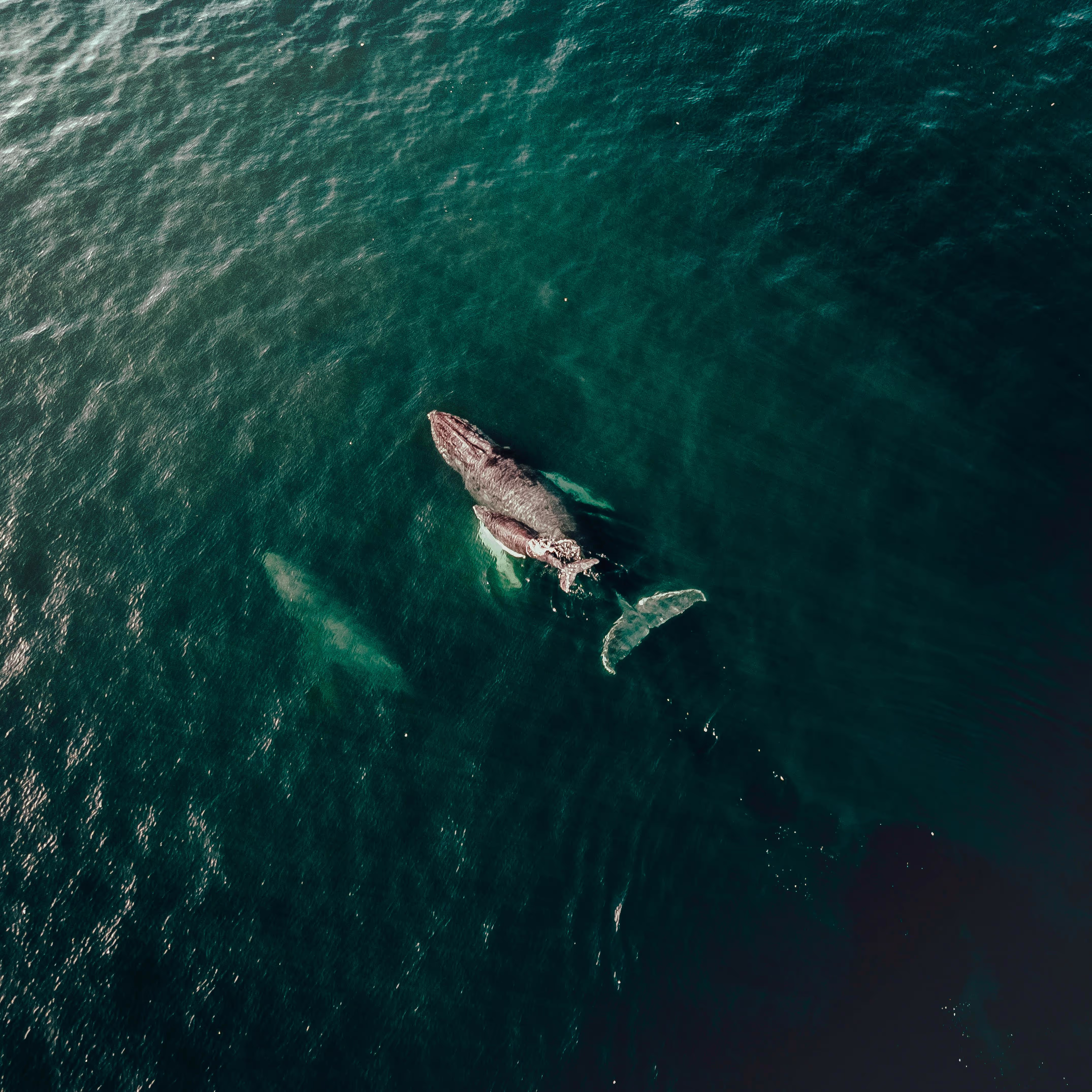 Aerial view of a whale and calf swimming near the water surface in deep green ocean.