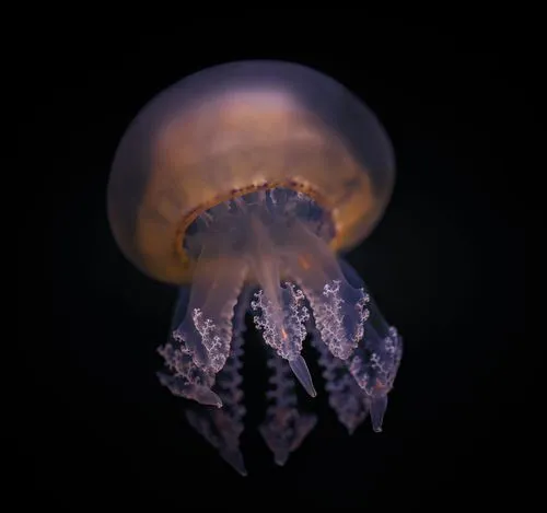 Close-up of a translucent jellyfish with delicate tentacles glowing softly against a black background.