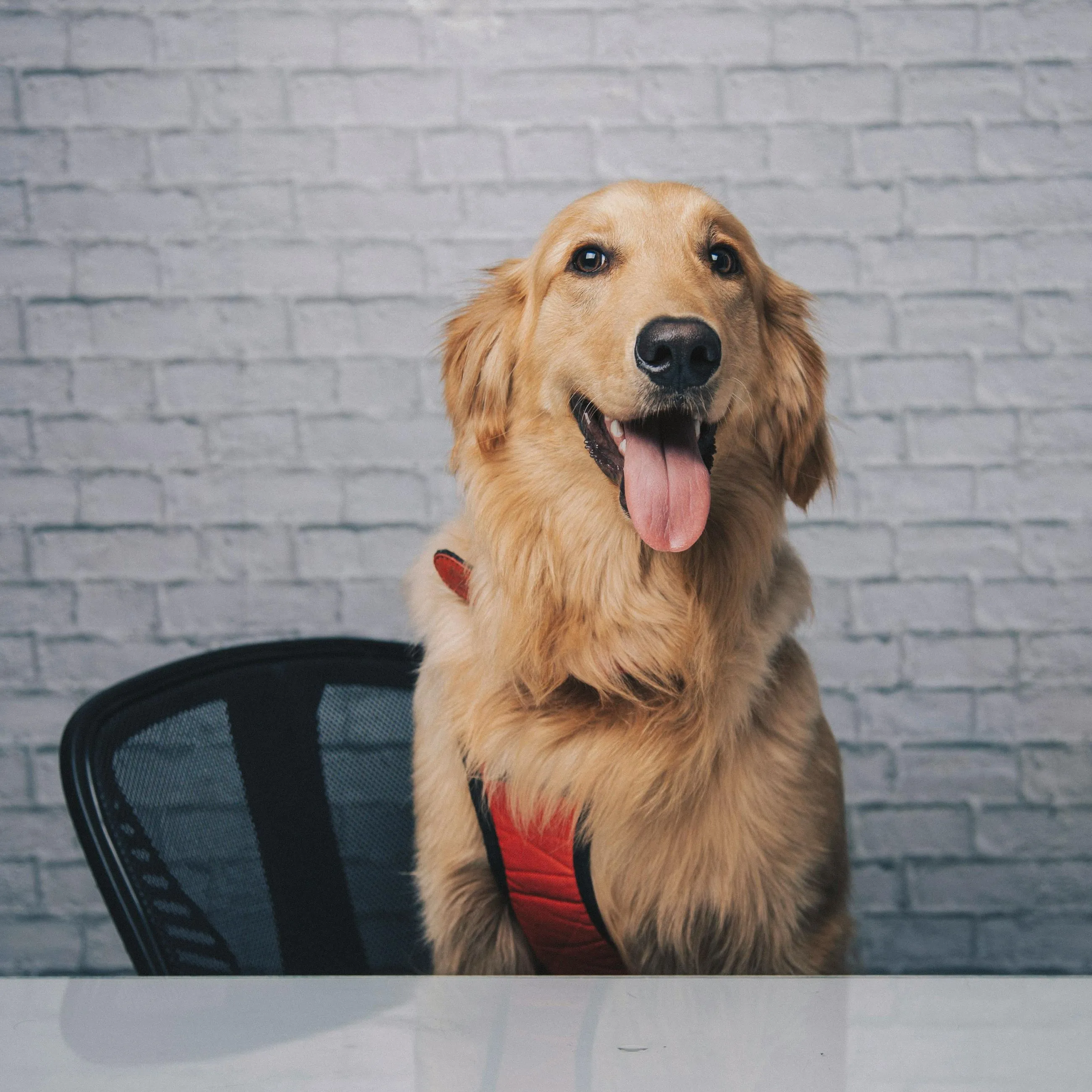 Golden retriever with tongue out wearing a red harness sitting at a white table in front of a brick wall.