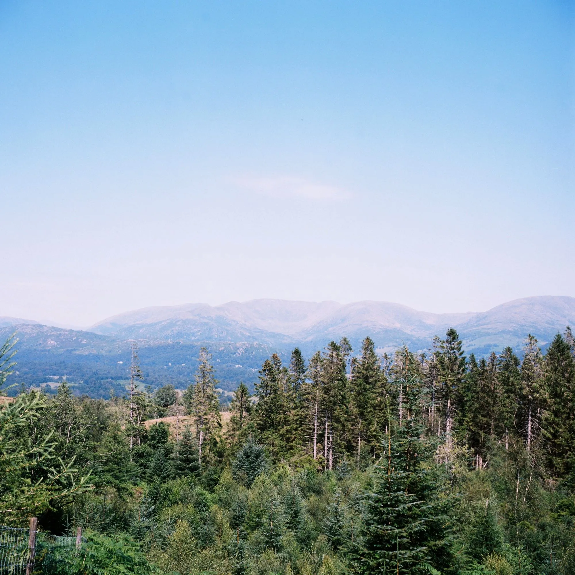 Pine forest with distant mountain range under a clear blue sky.