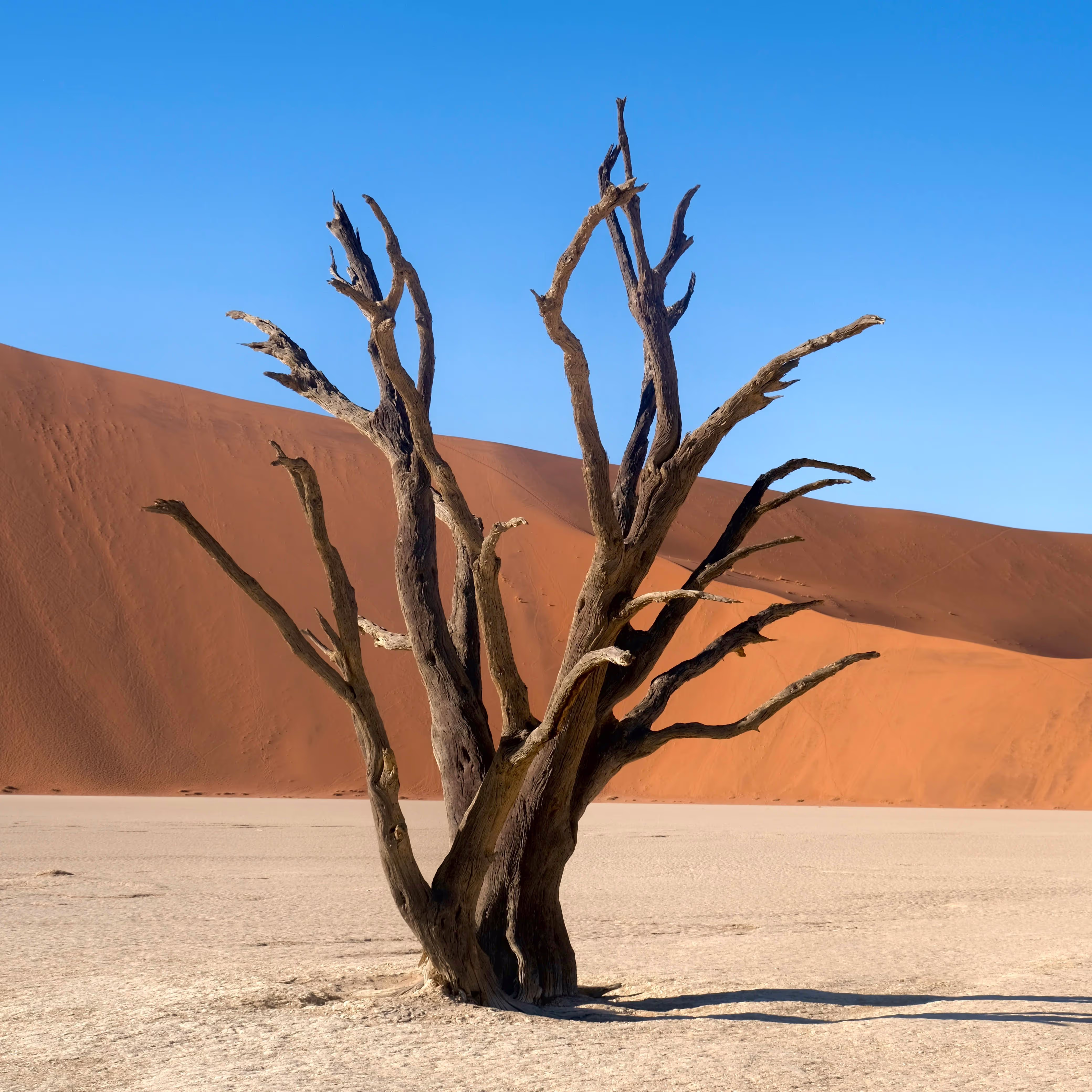Dead tree trunk with multiple branches in a desert with sand dunes and clear blue sky.