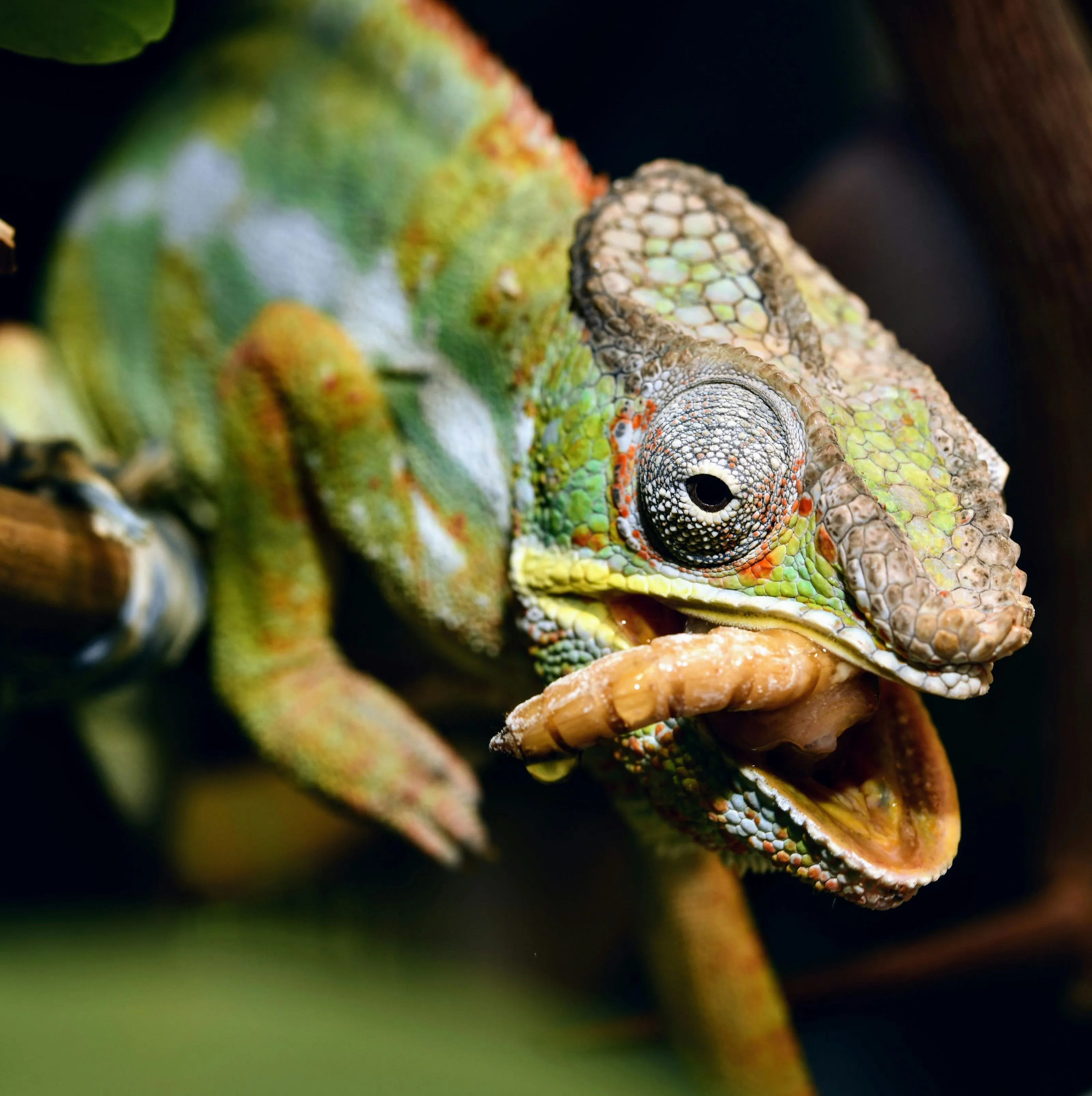 Close-up of a green chameleon with textured skin eating a brown insect larva.