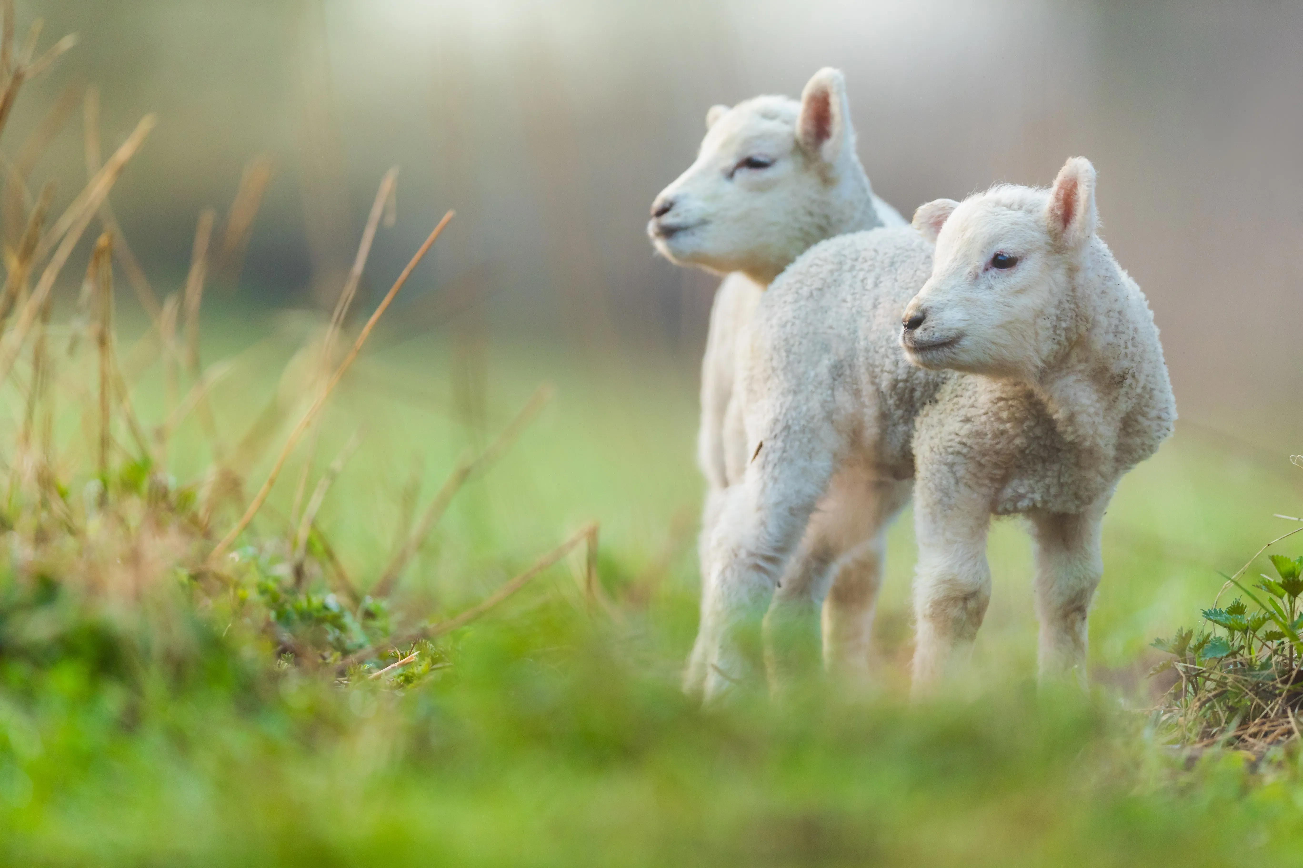 Acute and subacute liver fluke (fascioliasis) in lambs – clinical signs and diagnosis