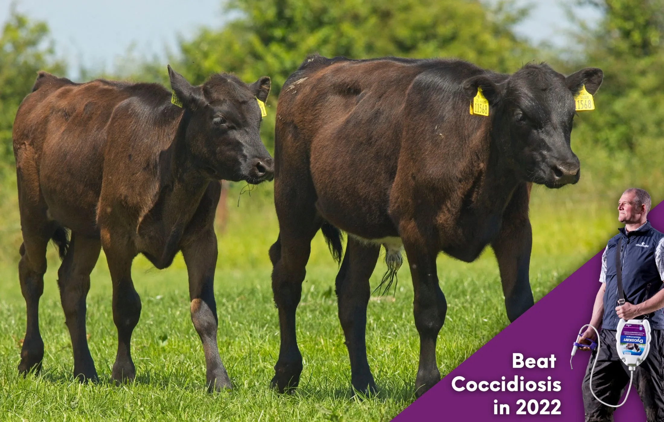 Beating Cocci - Cocci in Calves at Grass