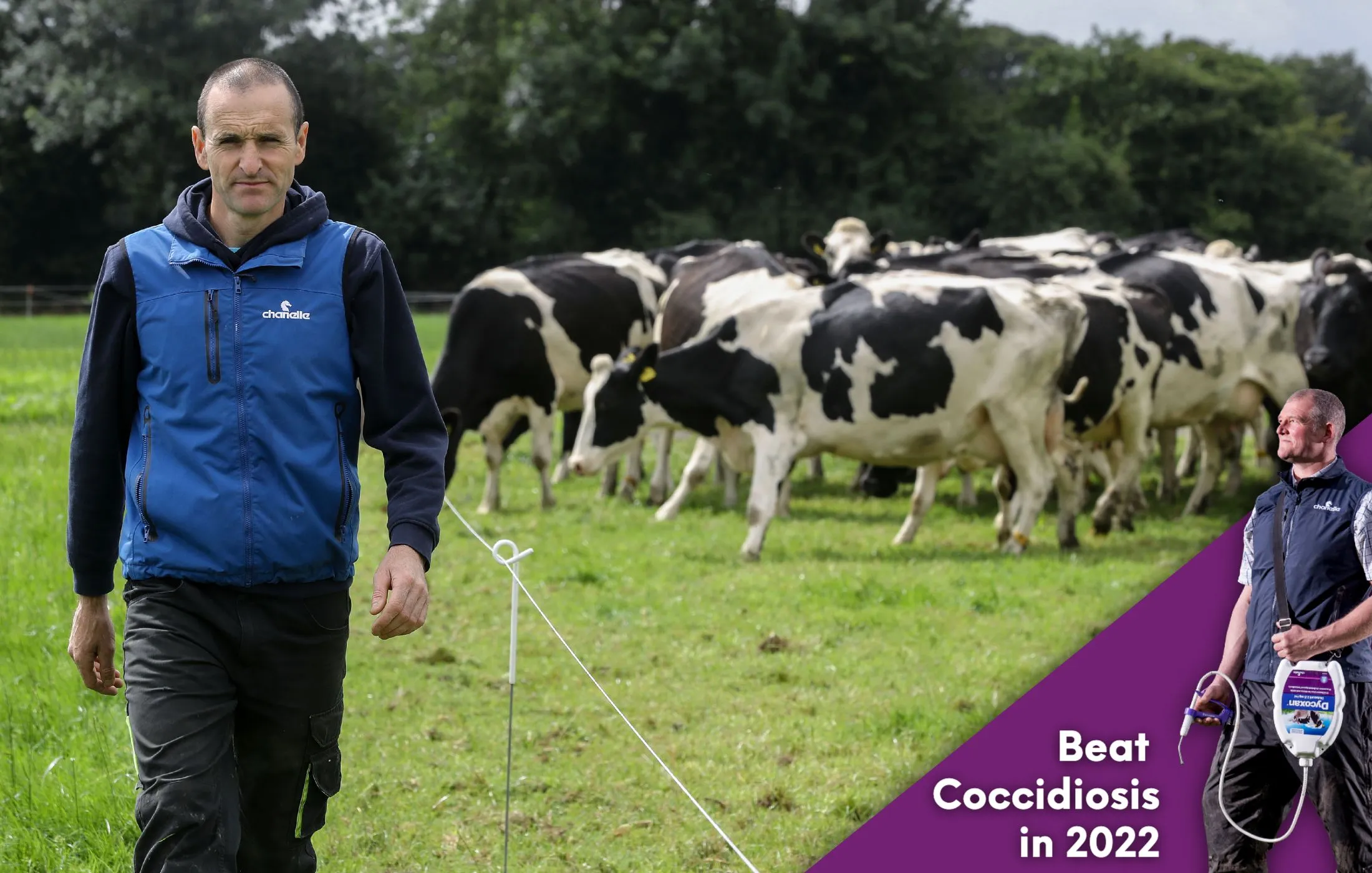 Beating Cocci - Effects on Dairy Heifers