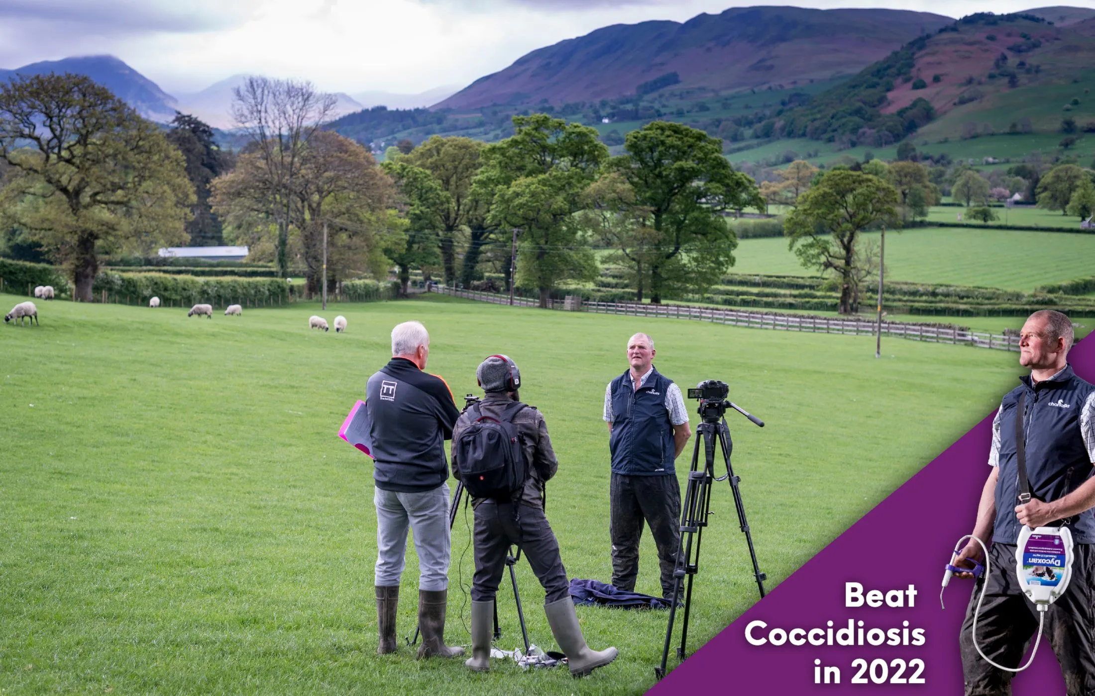 Beating Cocci - Meet our Cattle & Sheep Farmers