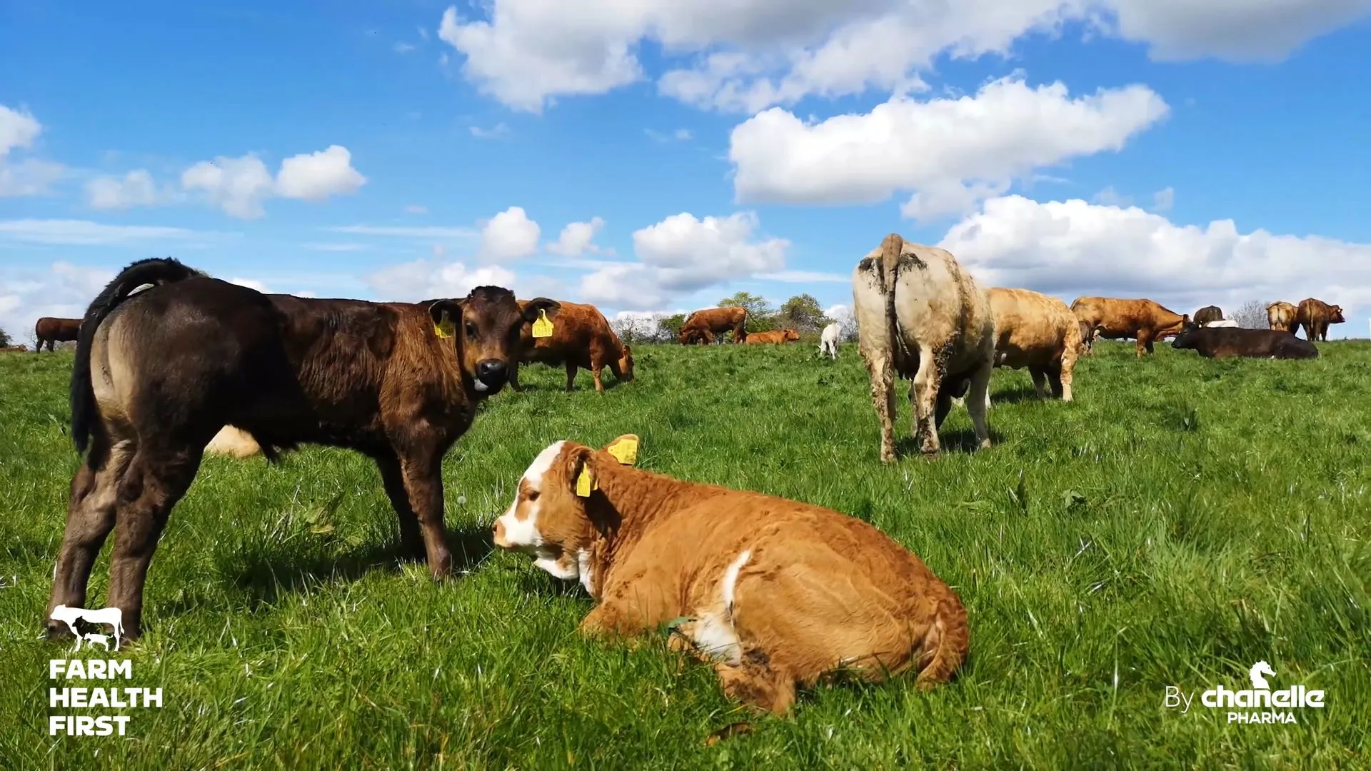 Casting an Eye on Suckler Calves