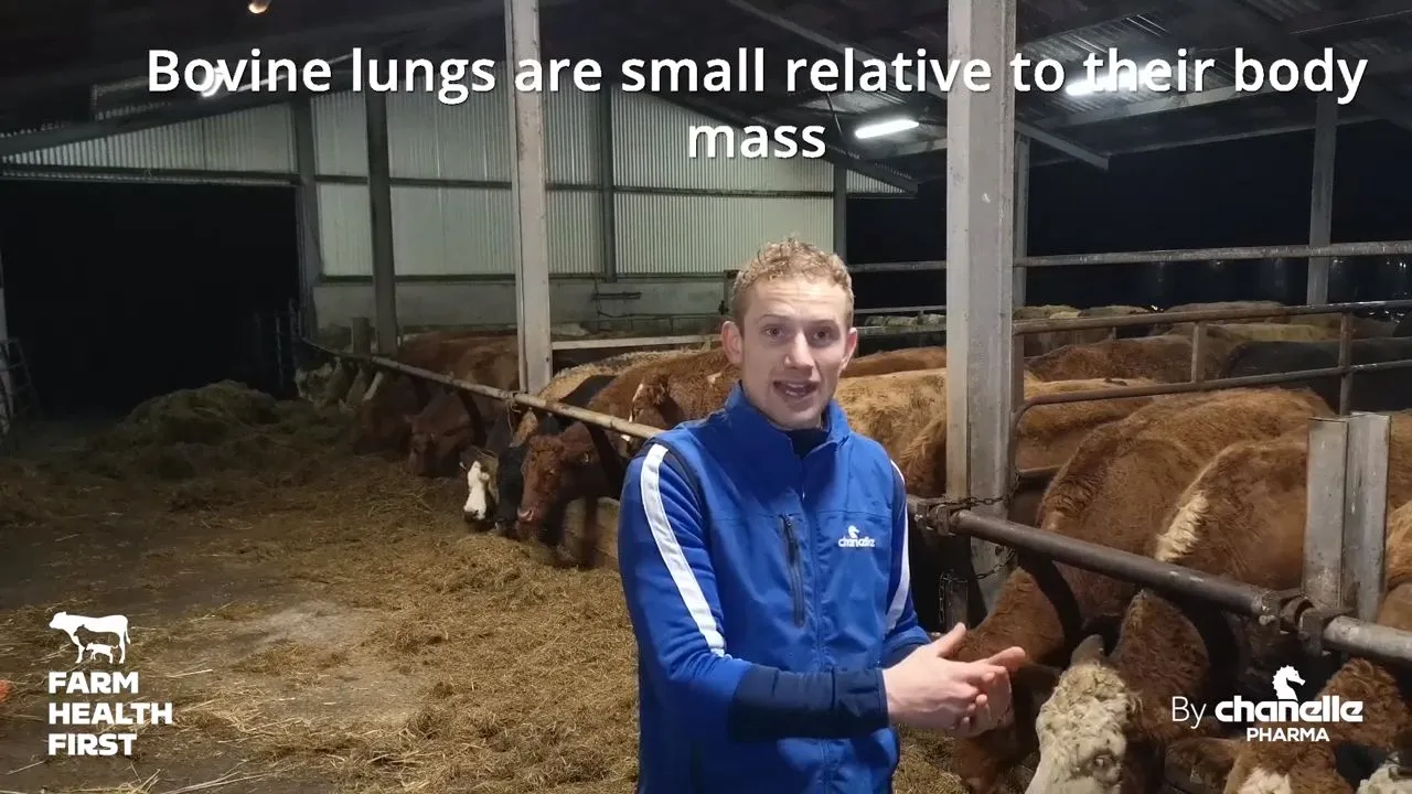 Cattle Coughing in Sheds Post-Housing