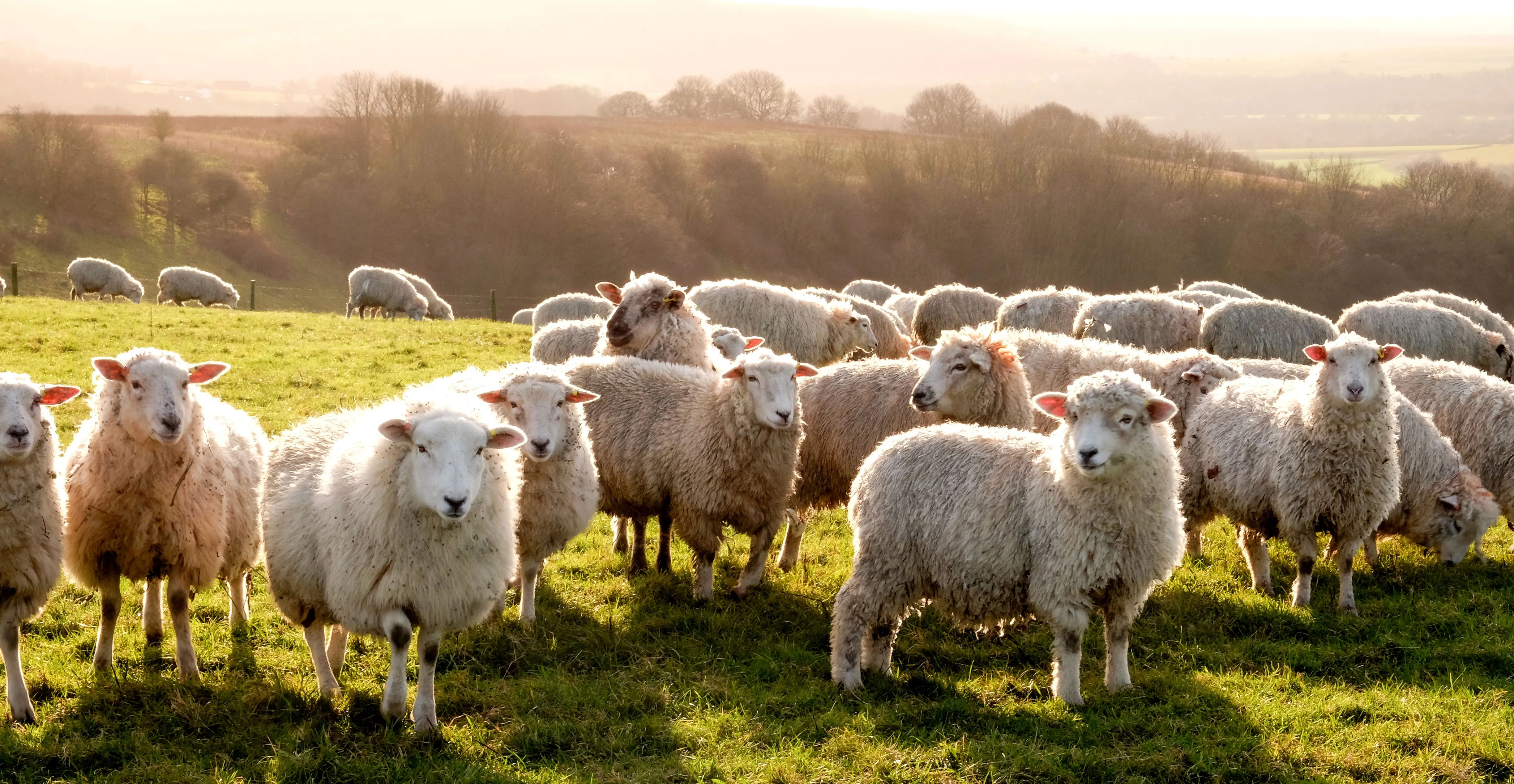 Chronic Liver Fluke in sheep – treatment and prevention