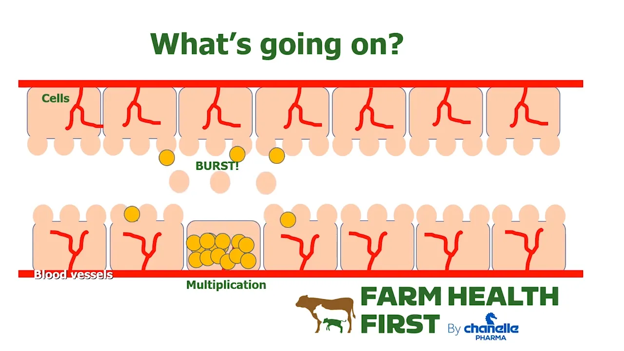 Coccidiosis - what's happening under the bonnet?