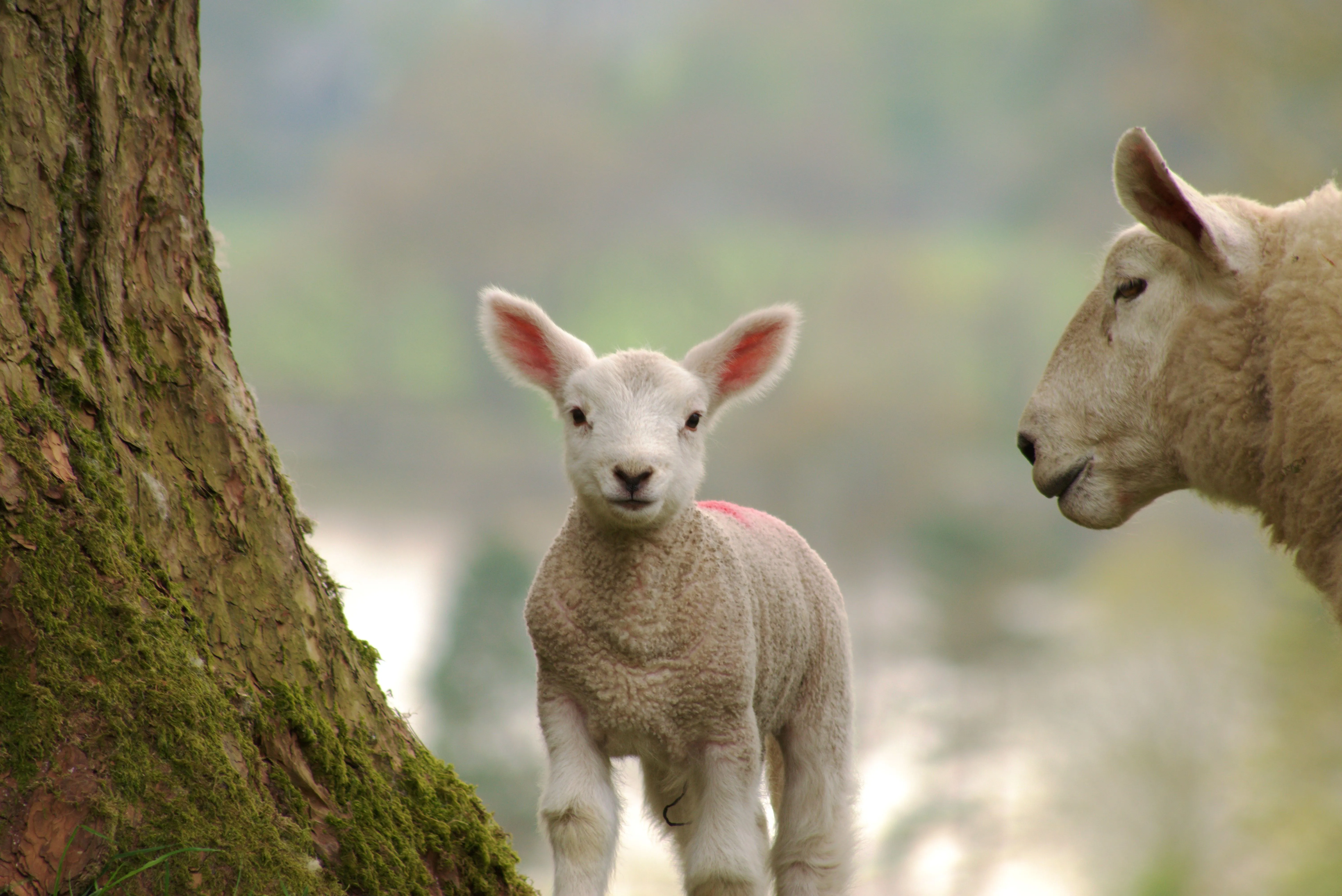 Coccidiosis in lambs – treatment and prevention