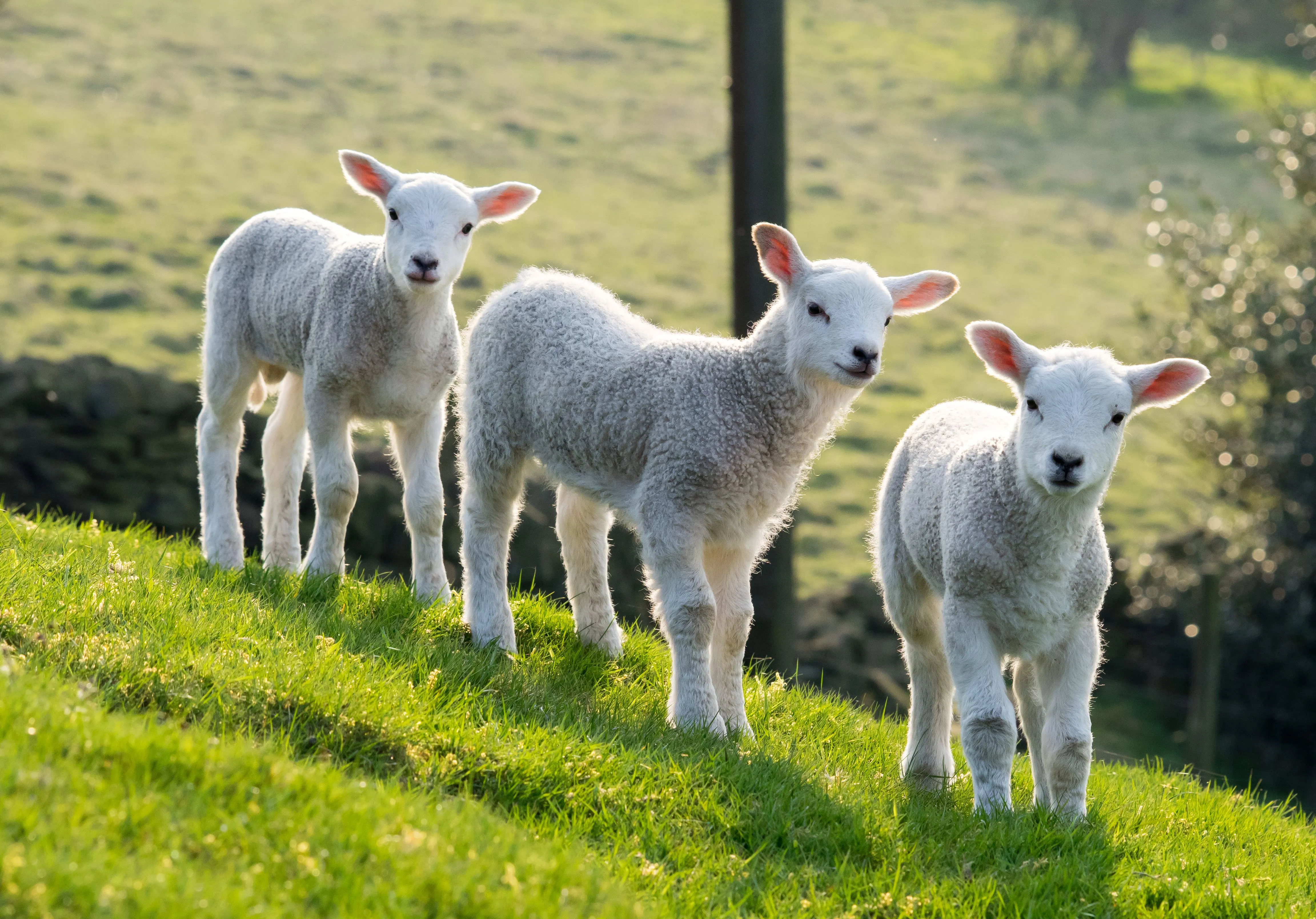 Coccidiosis in lambs – what it is and how to spot it