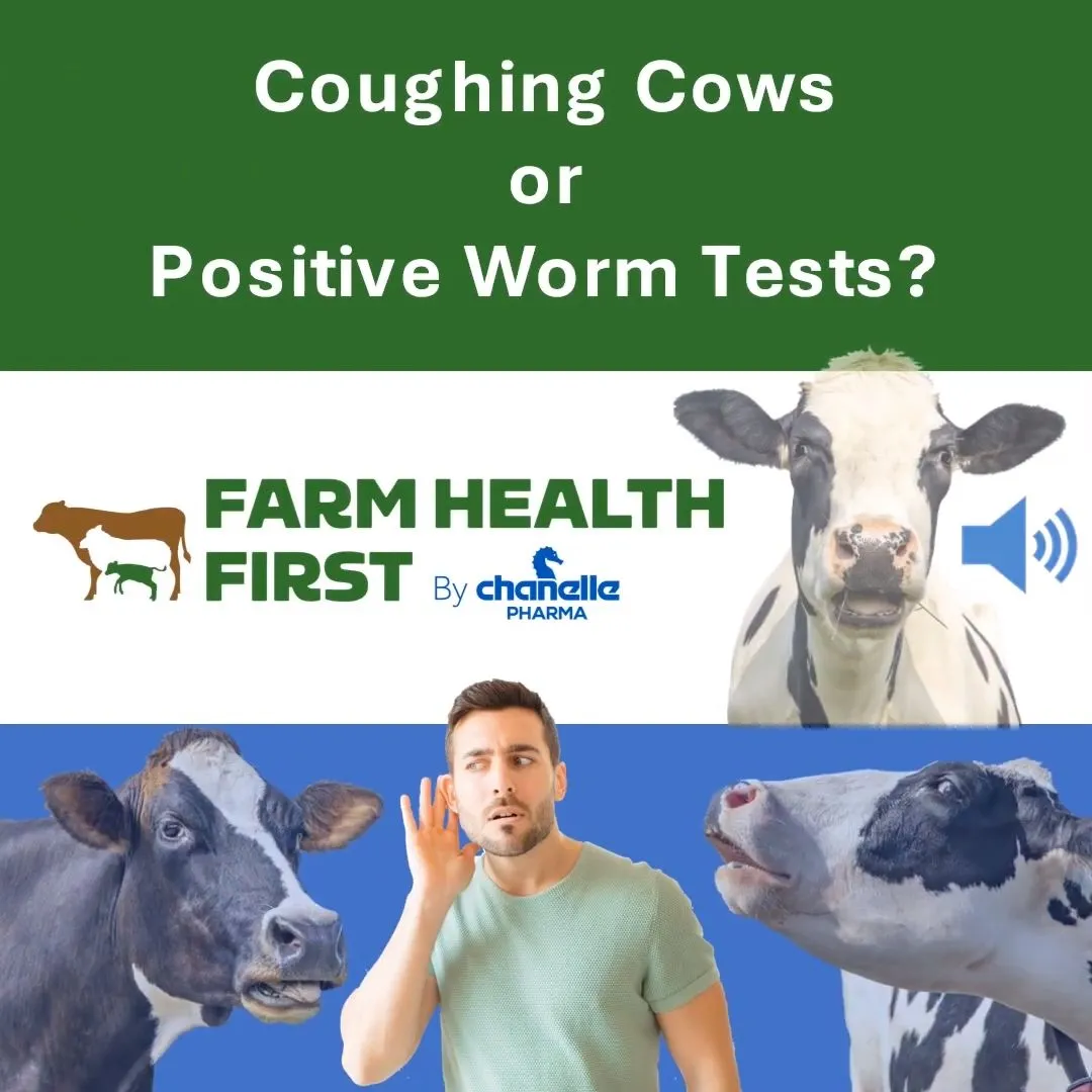Coughing Cows or Positive Worm Tests - Part 2