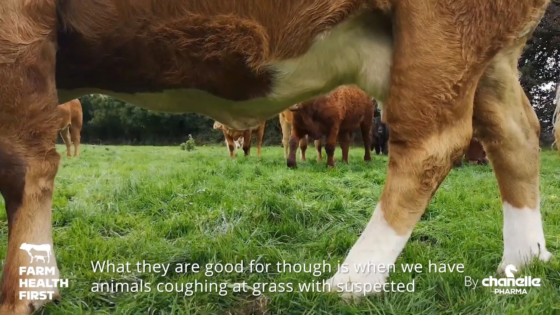 Dosing Beef Cattle this Back-End