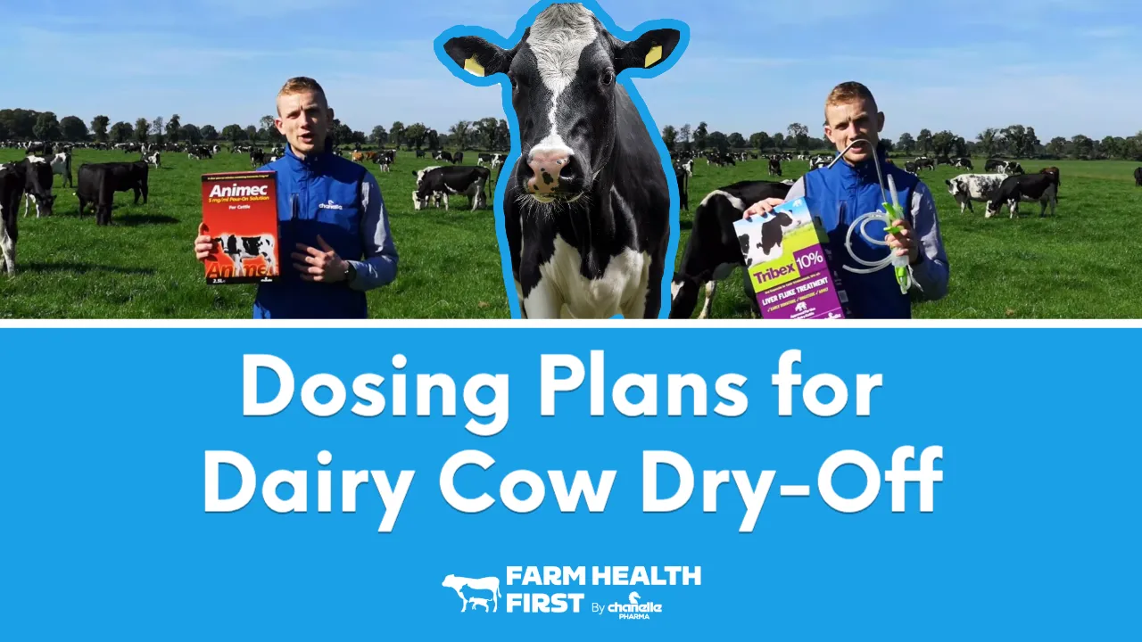 Dosing Plan for Dairy Dry Off