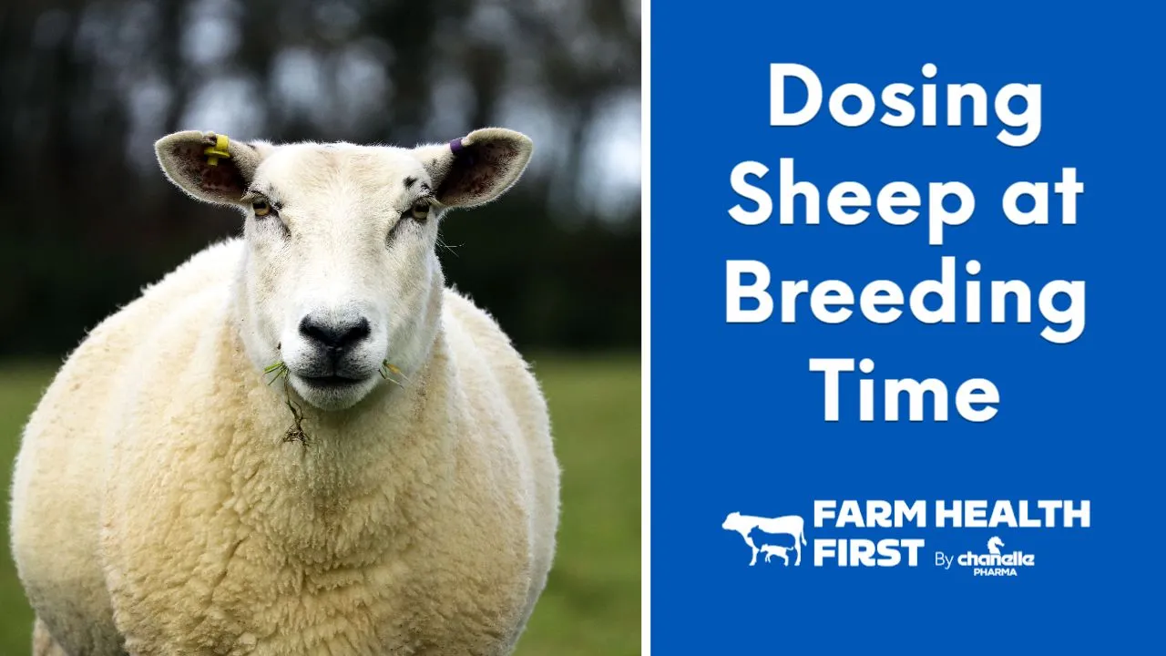 Dosing Sheep Around Breeding