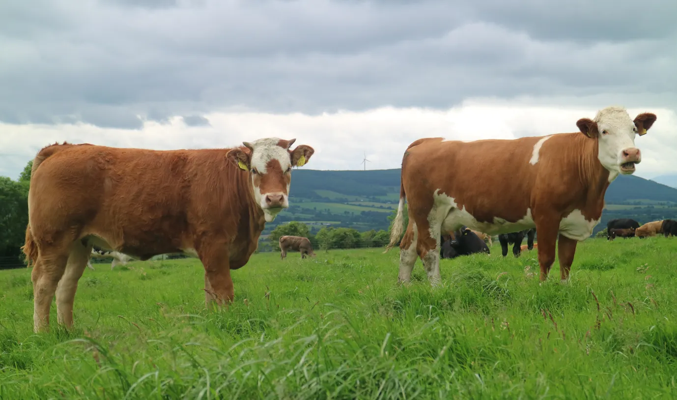 Gut worms in beef youngstock – treatment and tips to reduce the development of resistance