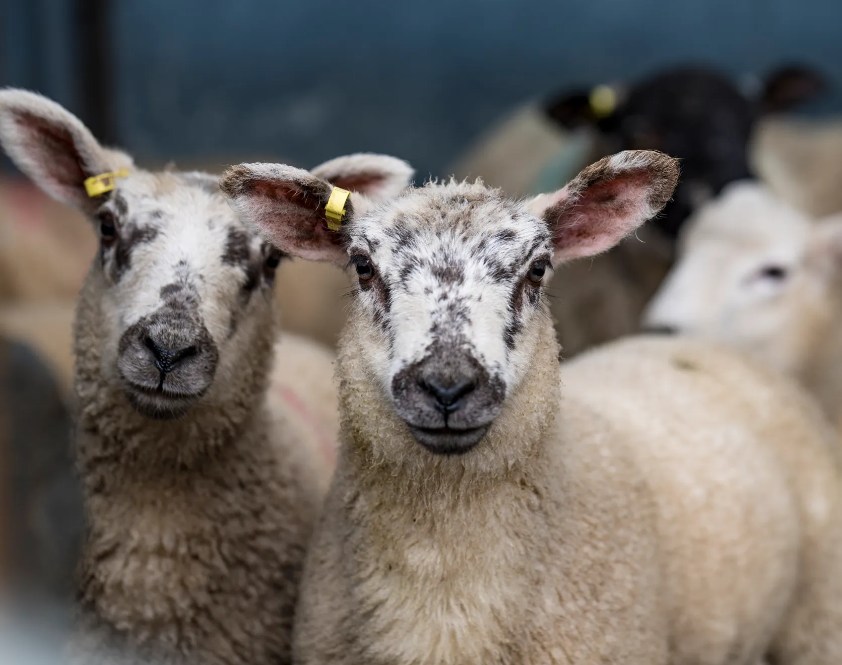 Gut worms in lambs – Diagnosis and treatment of parasitic gastroenteritis (PGE)