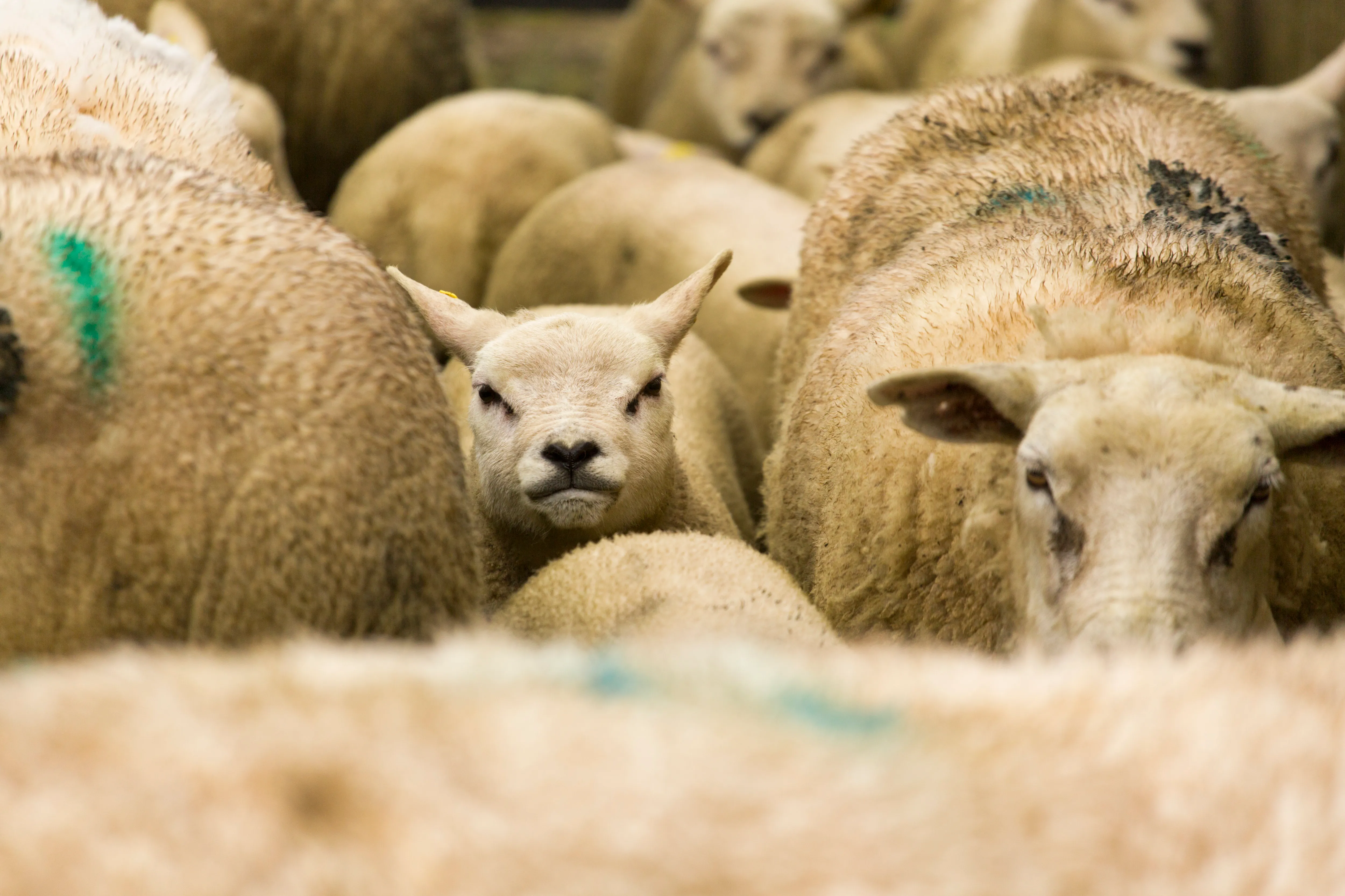 Gut worms in lambs – what to look out for