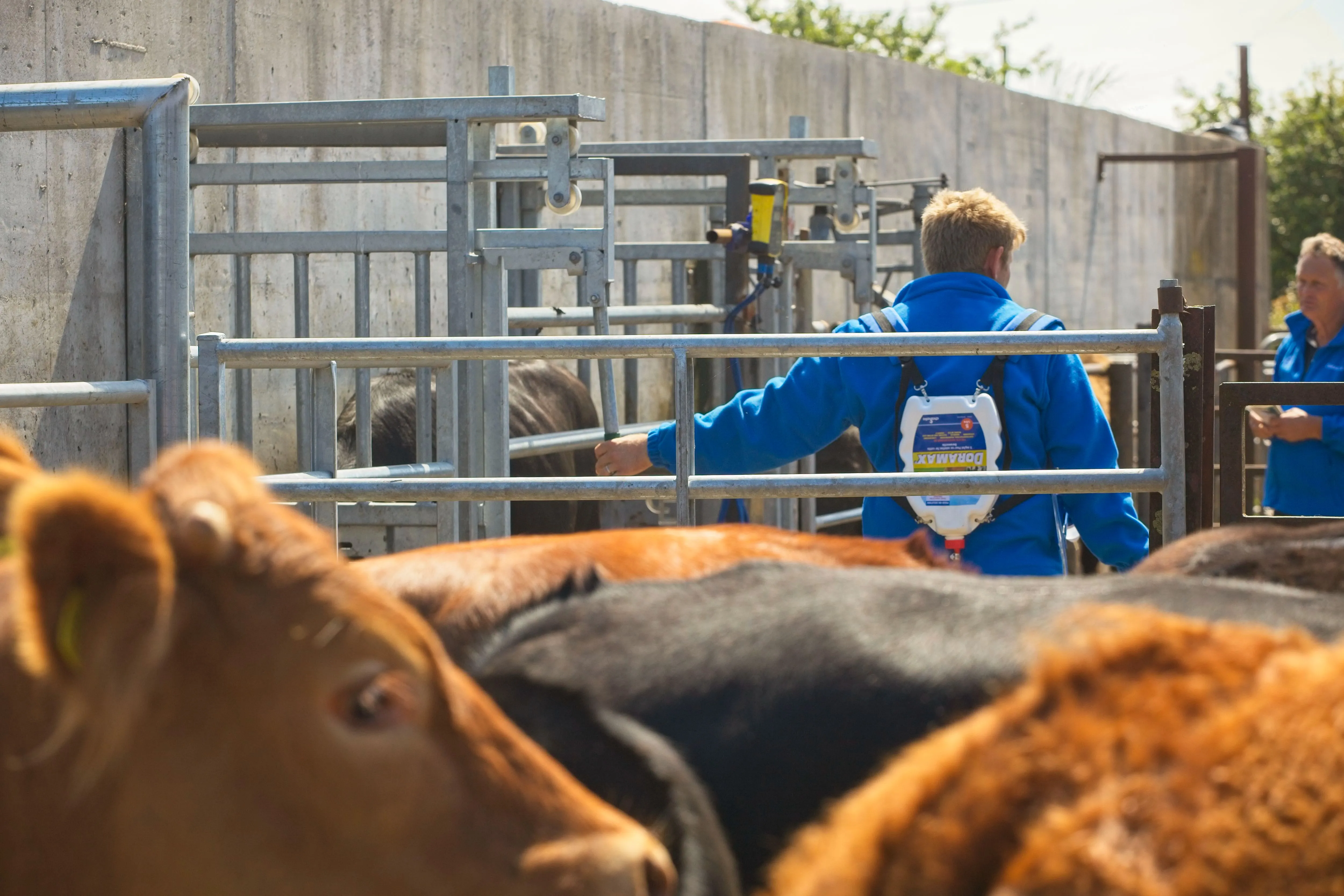 Housing Parasite Protocols for Beef & Drystock Farms