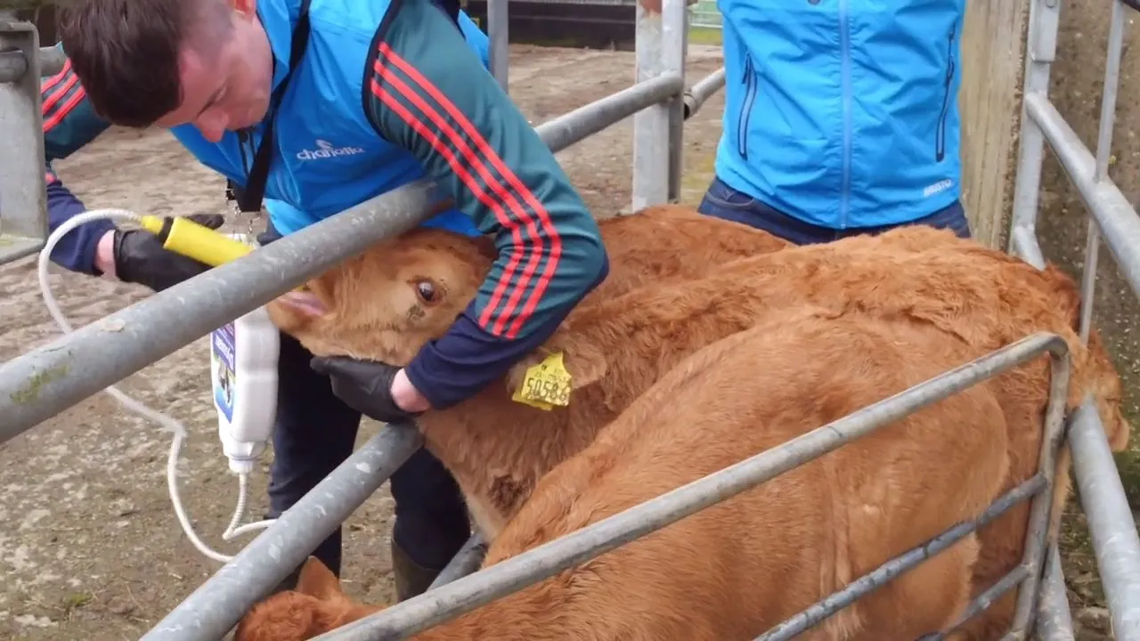 How Early Can Lambs and Calves Get Coccidiosis?