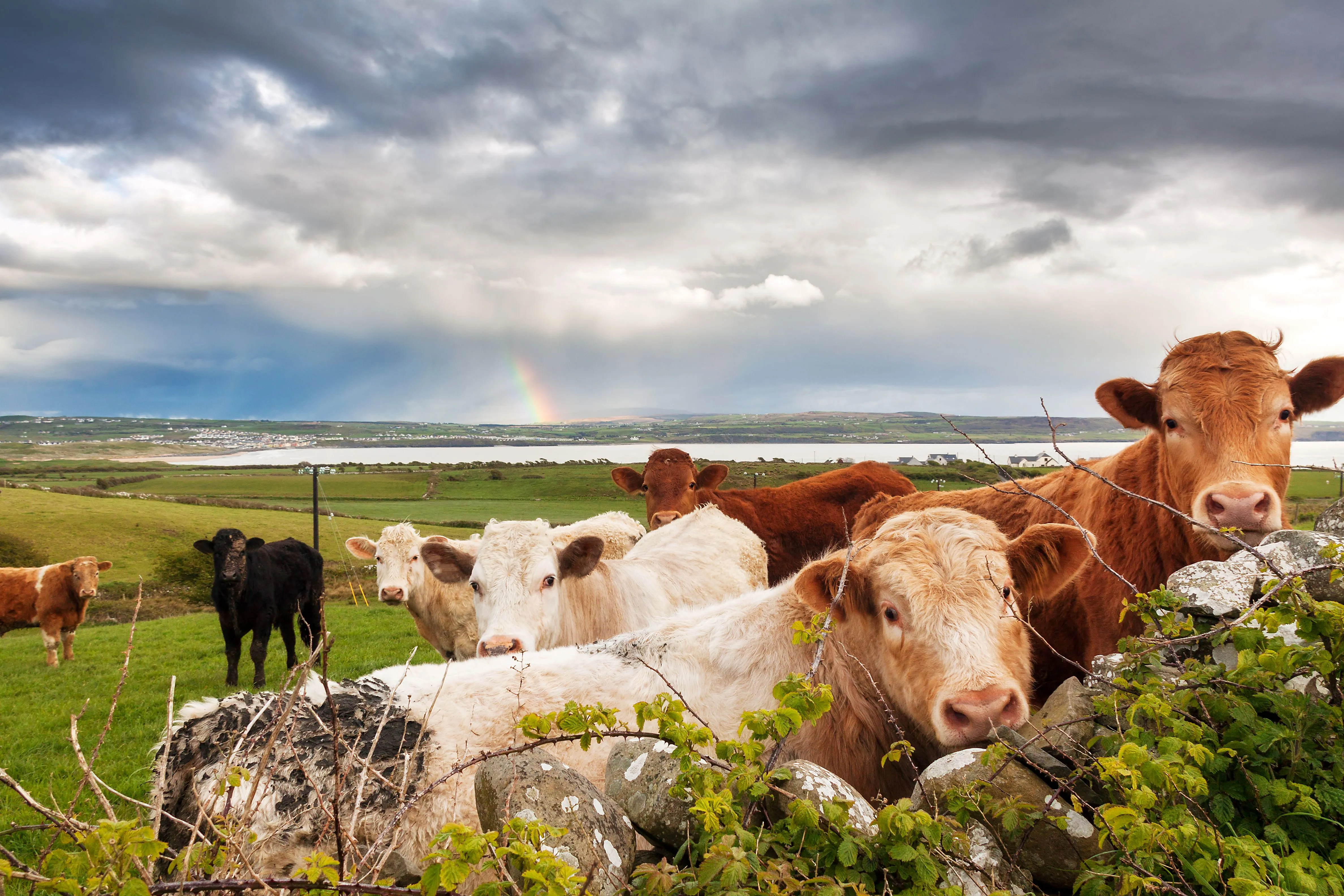 Is rumen fluke a growing threat to livestock?