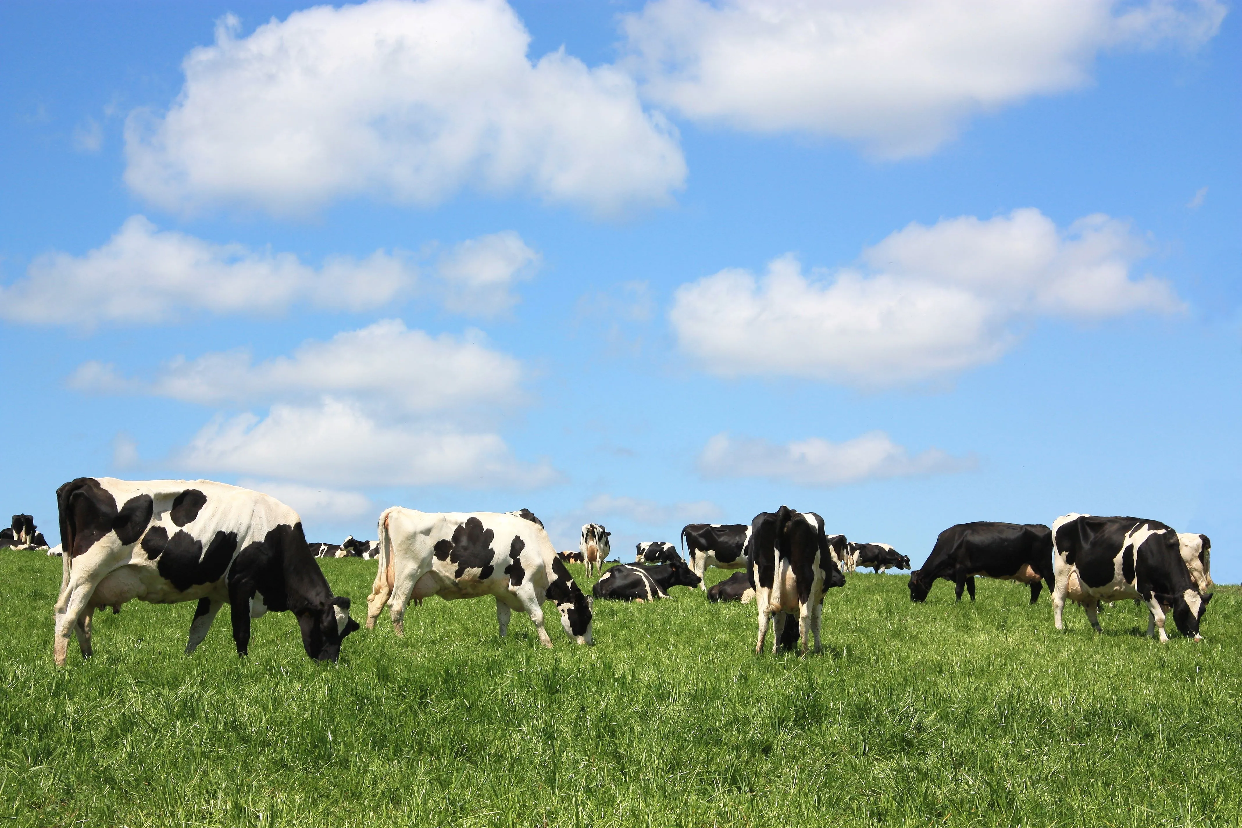 Liver fluke in dairy cattle