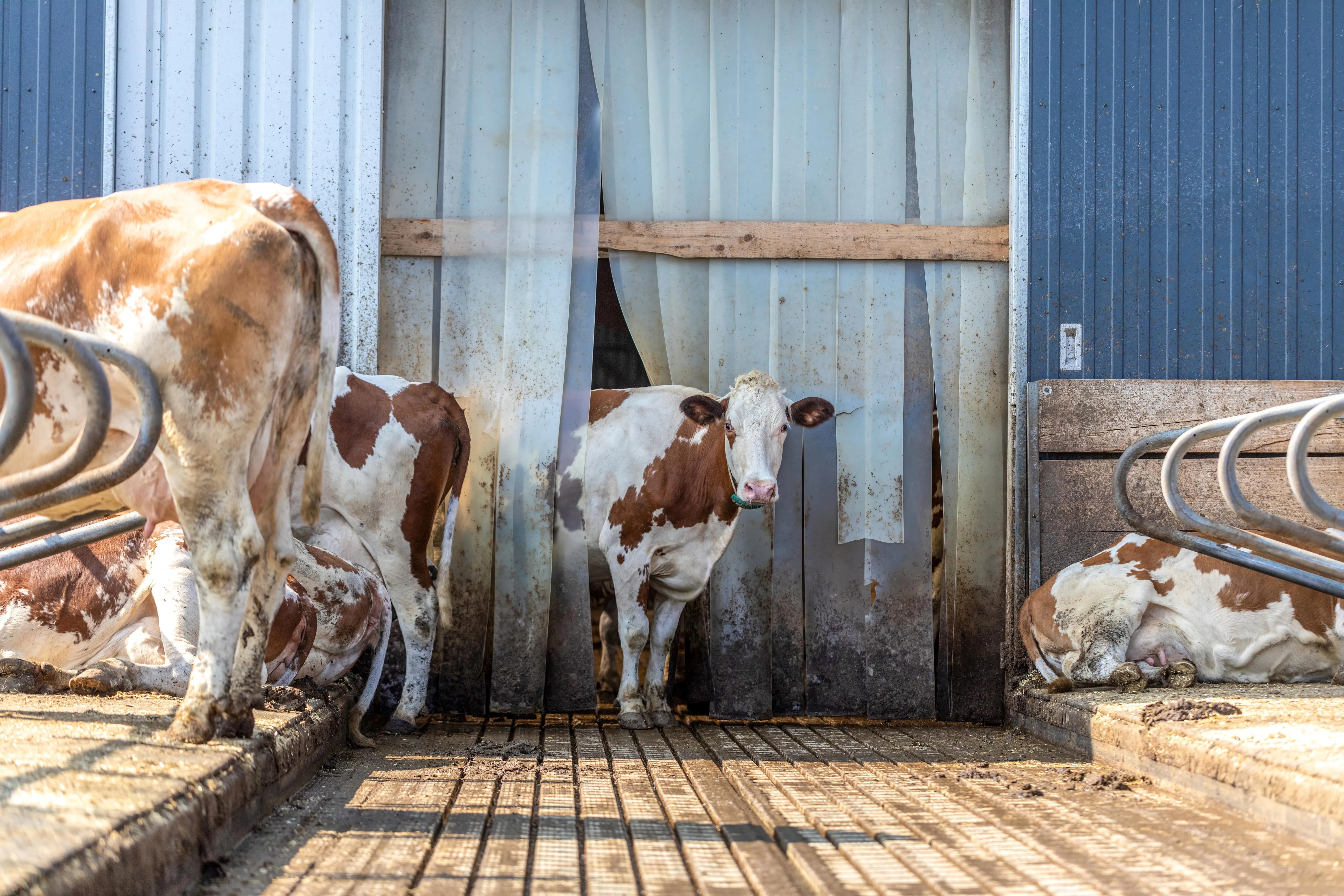 Management of parasites in beef and dairy cattle around housing