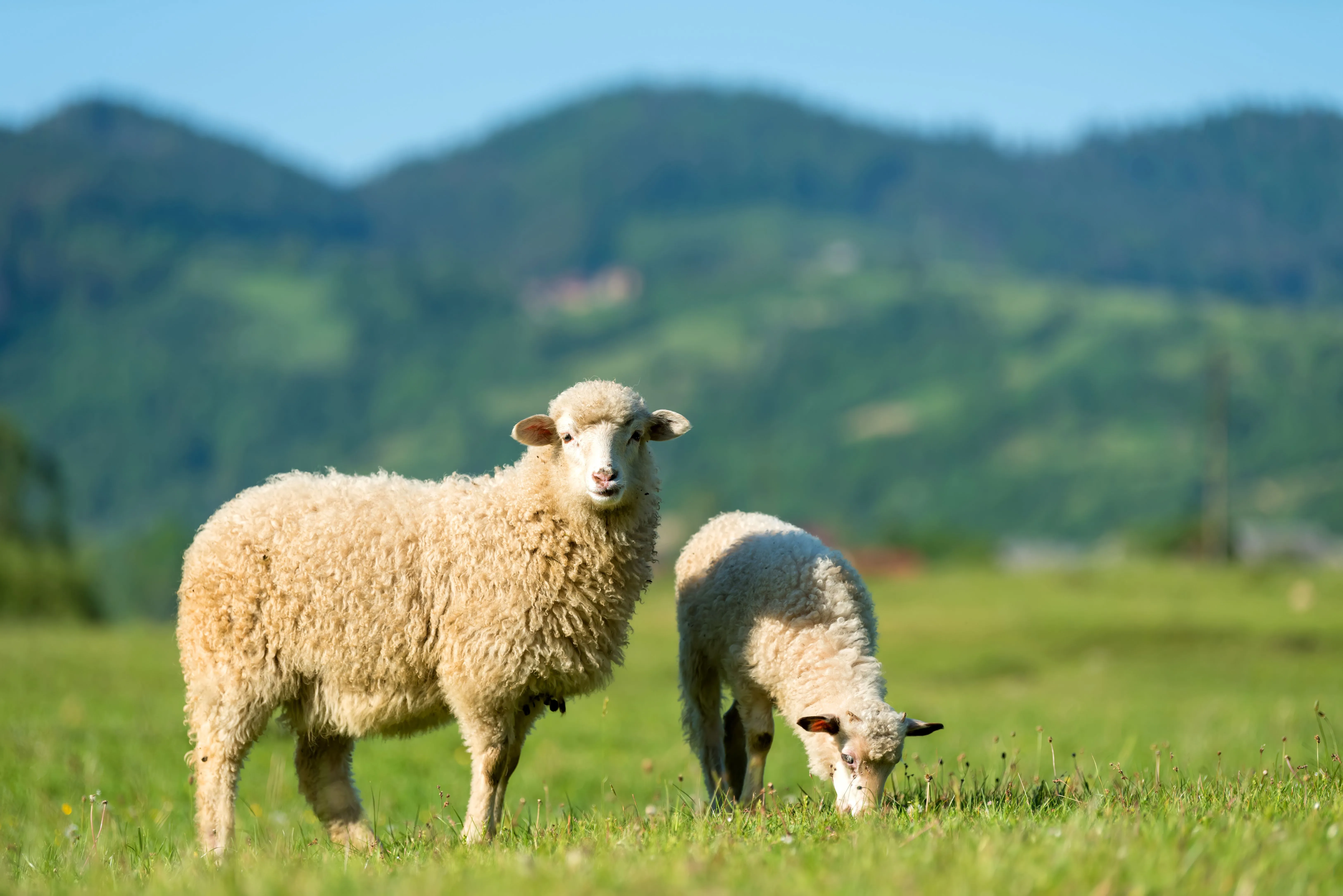 Moxodex- a closer look at the active moxidectin