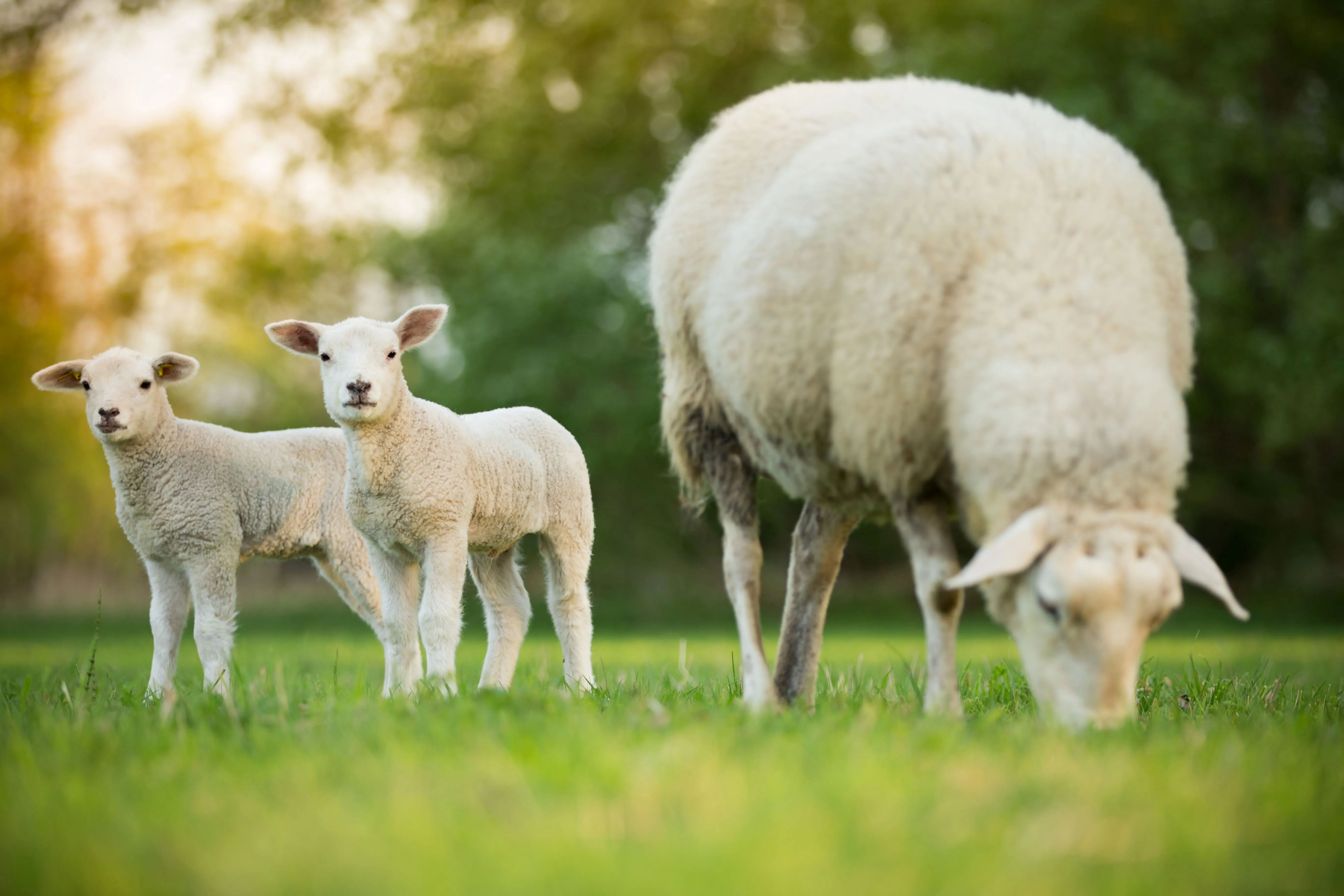 Nematodirus in lambs