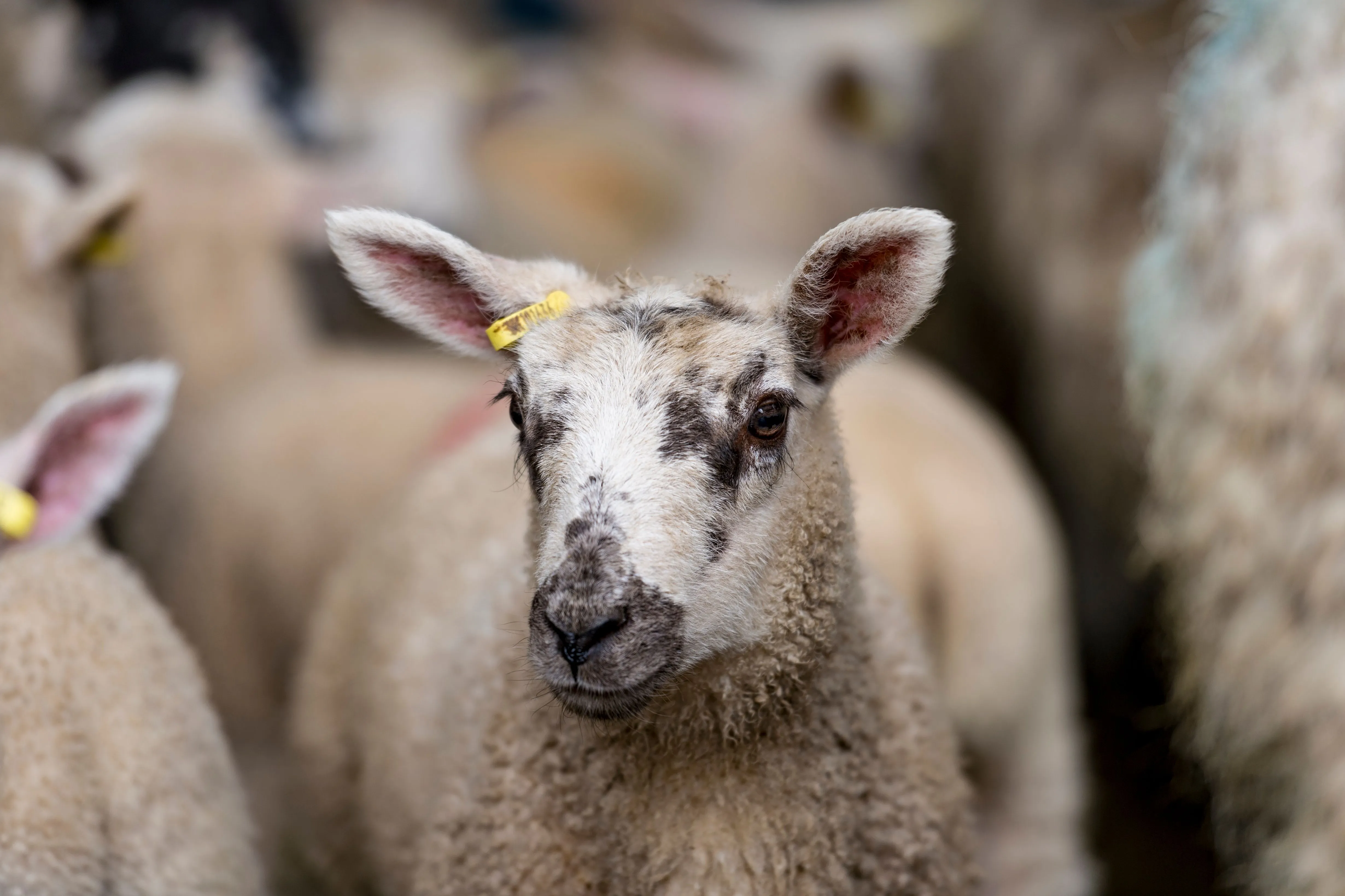 Nematodirus Risk Heightens