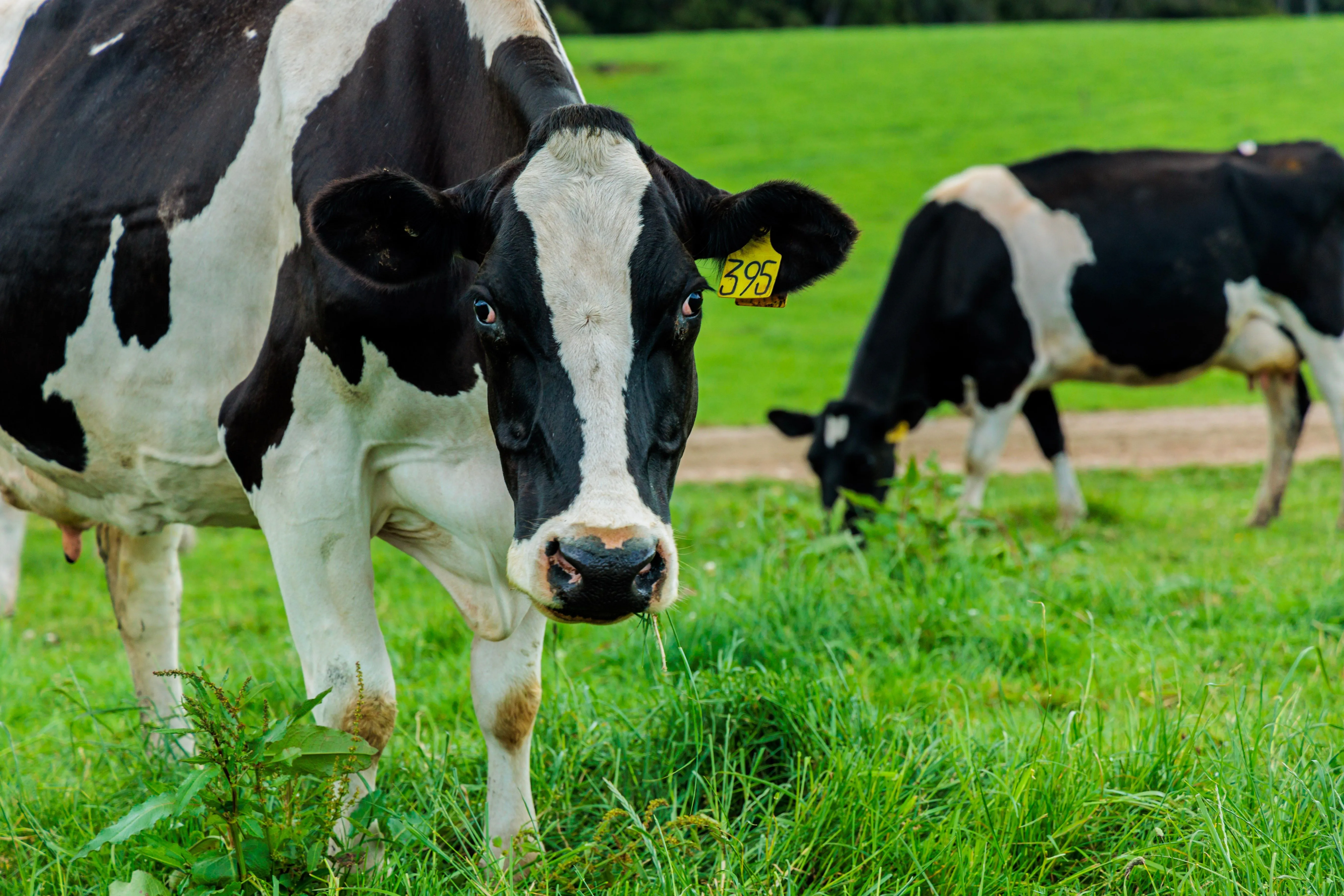 Parasite control during the dry period using Albex Gold