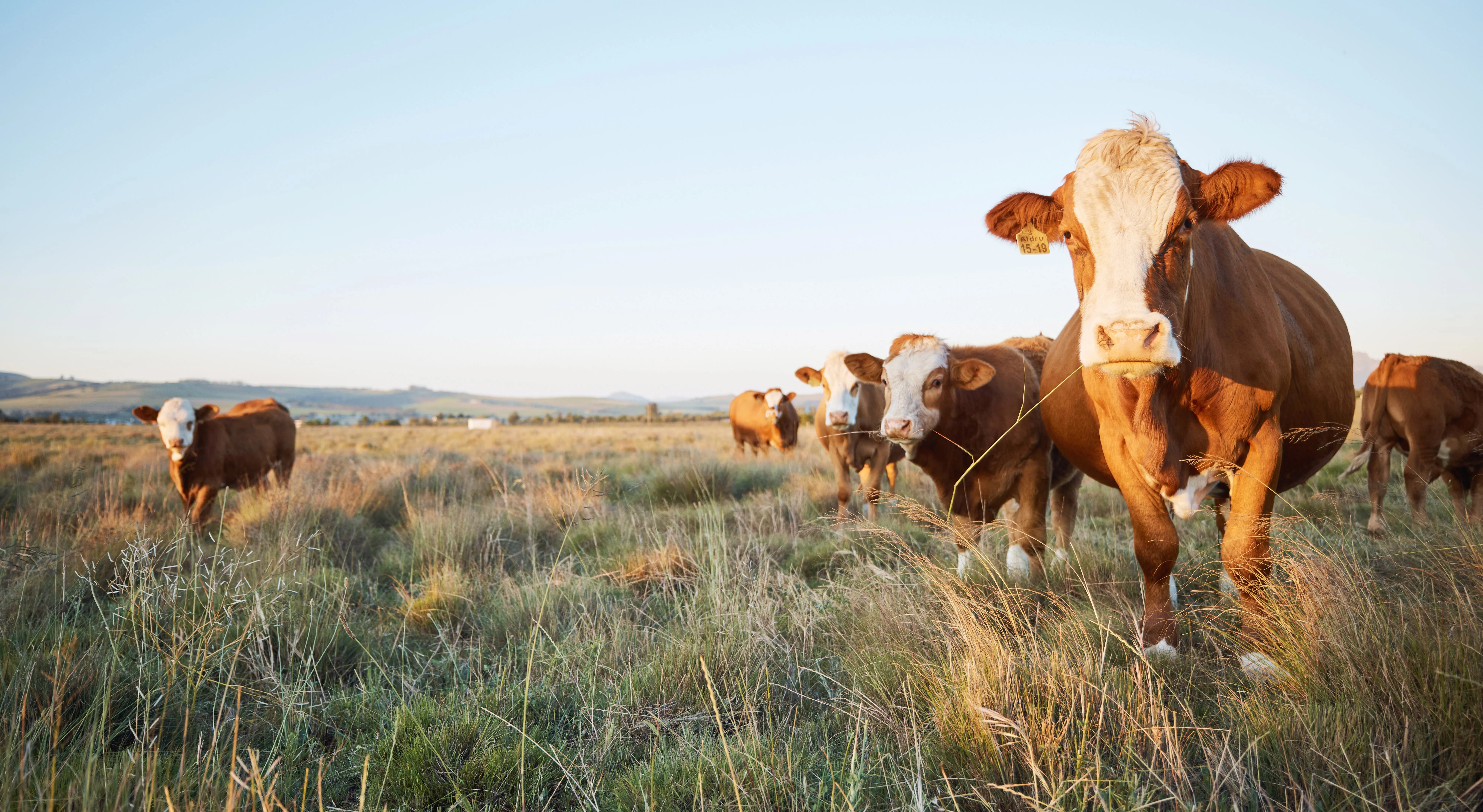 Protecting your beef herd from Type II Ostertagia