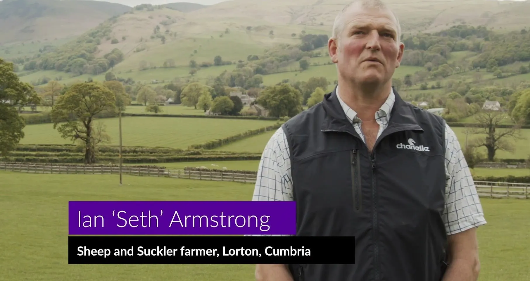 Sucklers and Sheep in the Lake District