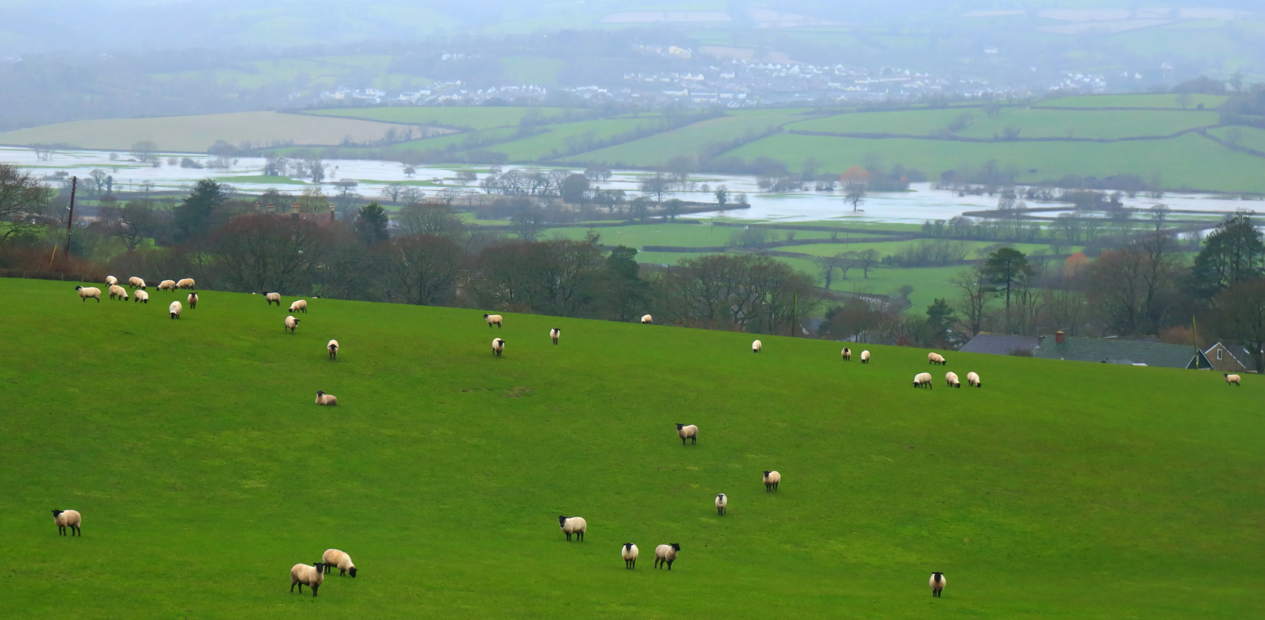 Tribamec Duo- targeting mixed parasite infections in sheep