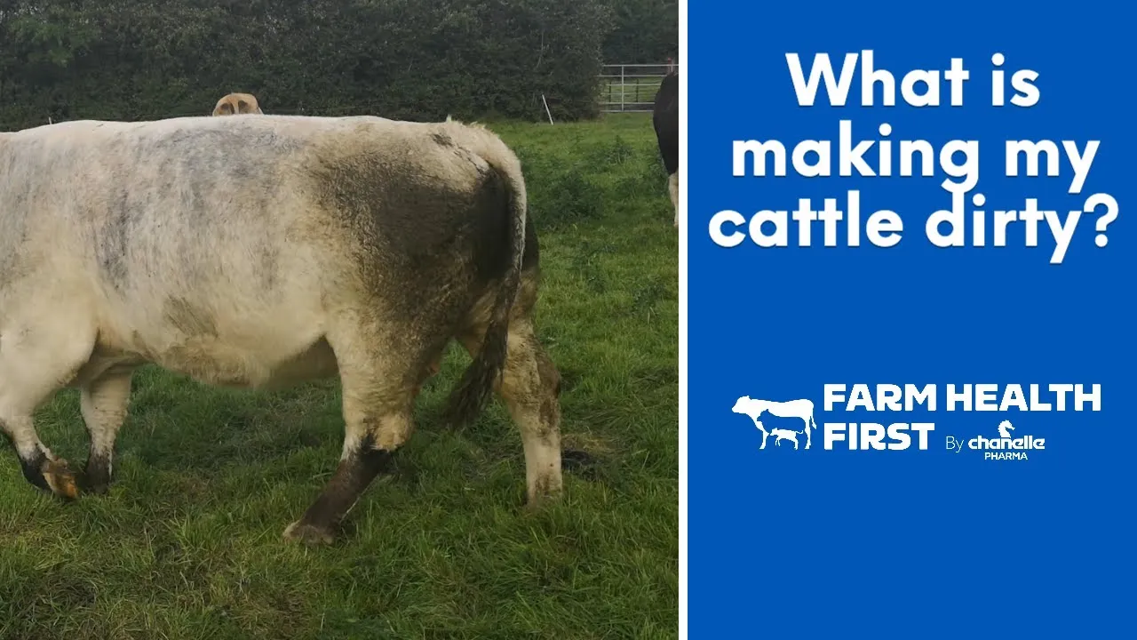 What is Making my Cattle Dirty: Adults?