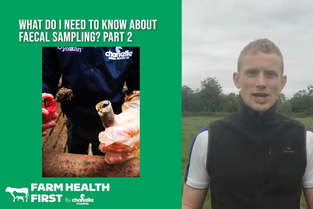 What Should You Know About Faecal Sampling - Part 2
