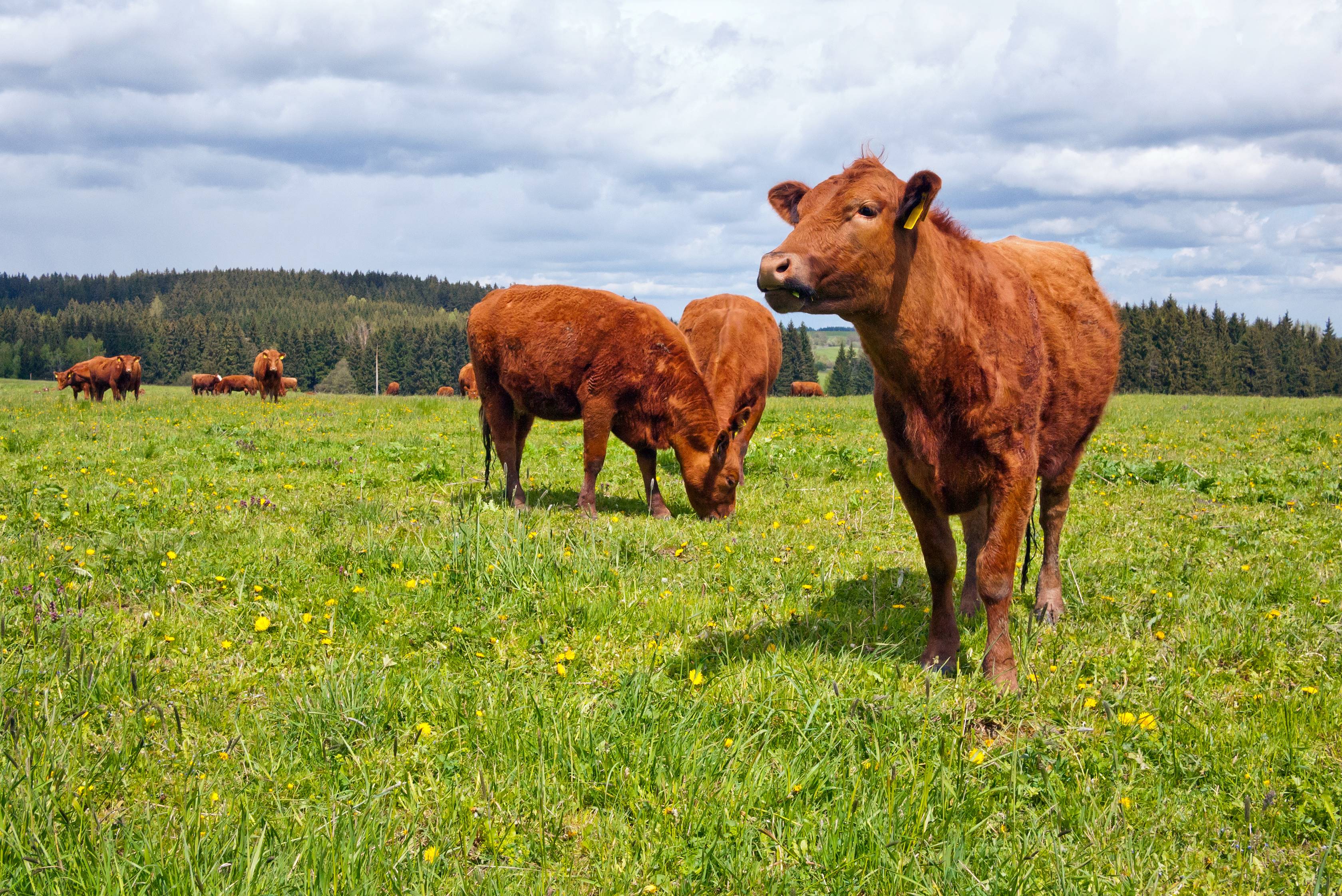 Worming cattle pre-housing with Doramax: What you need to know