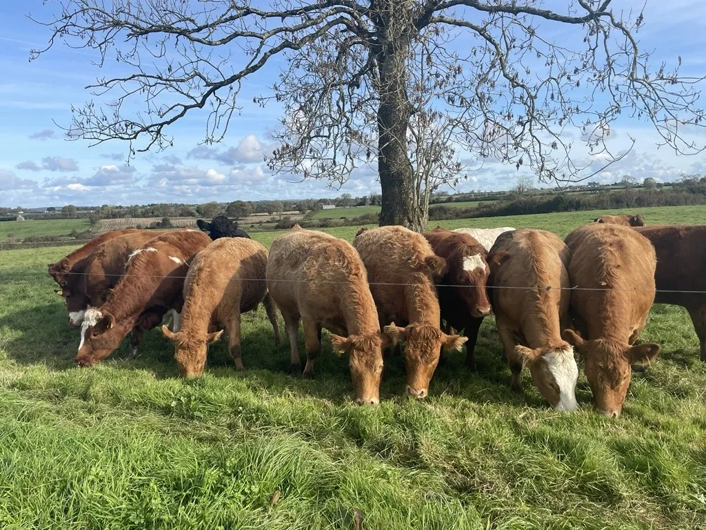 Worming cattle pre-housing with Moxodex: What you need to know