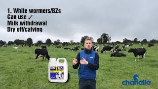 Worming the Dairy Cow
