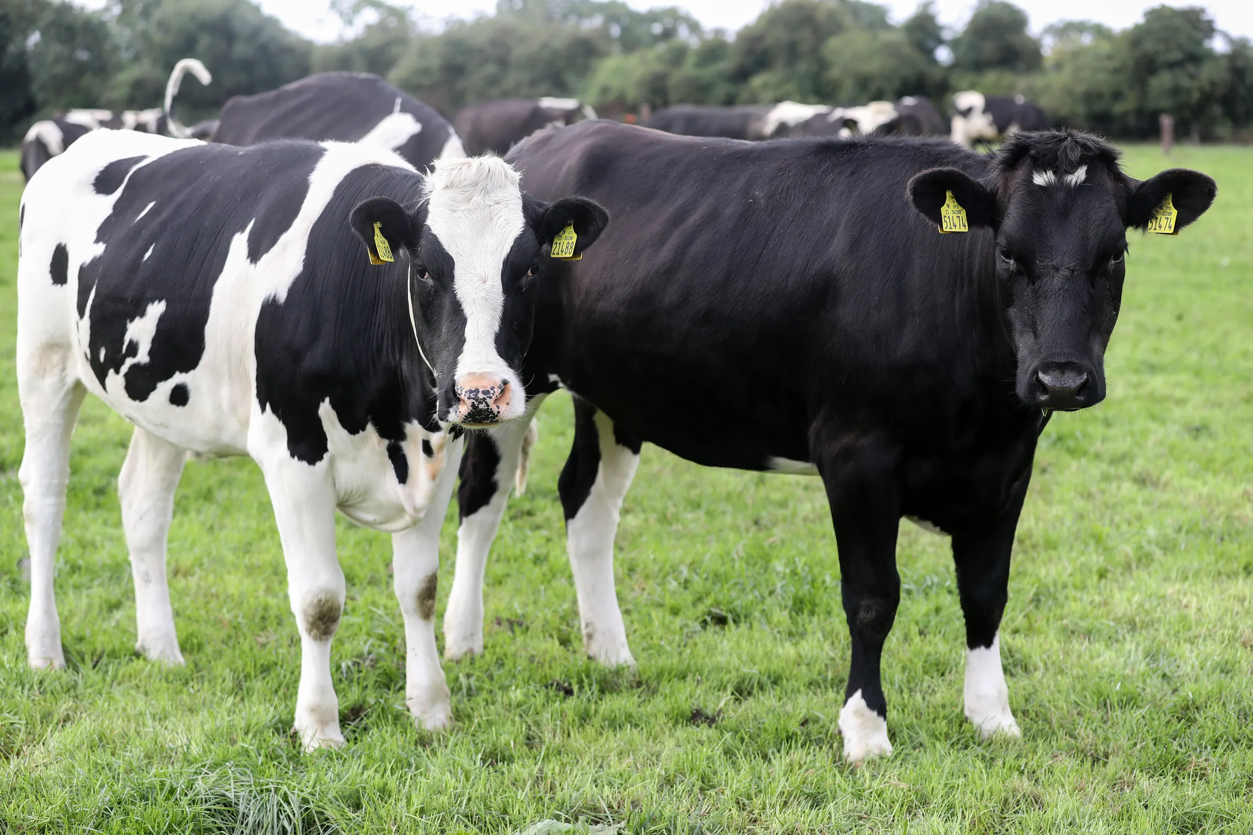 Spring Parasite Control for Sheep and Cattle