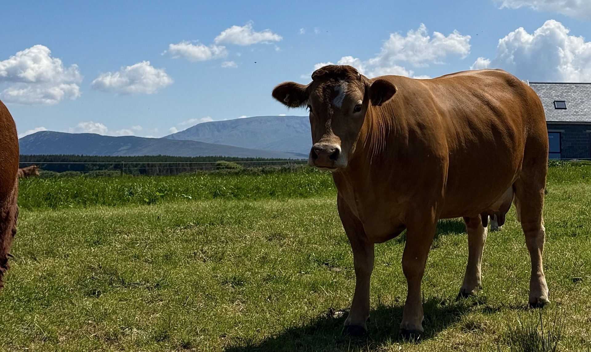 Cattle Housing Checklist: When to Treat for Liver Fluke, Worms and Lice