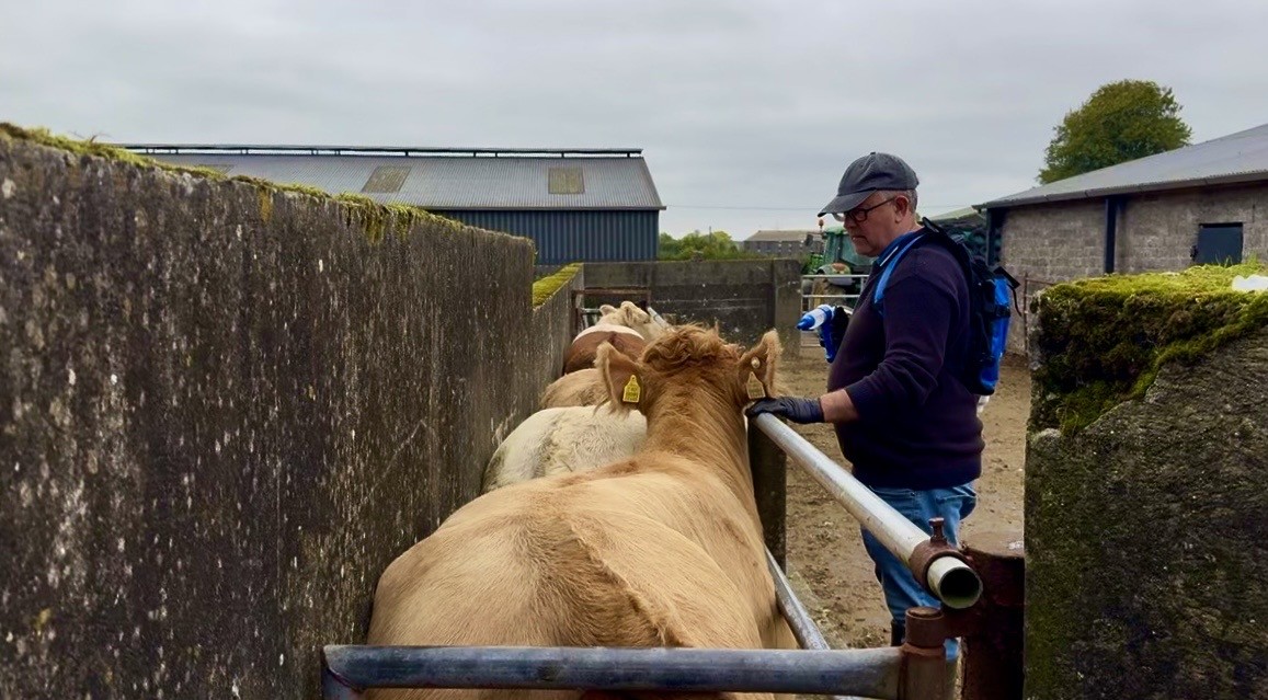How Much Are Your Coughing Cattle Costing You?