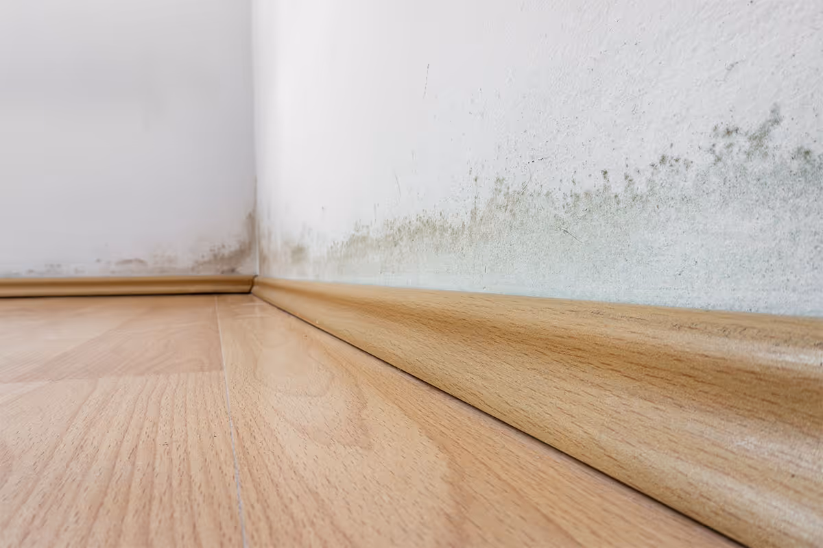 Indoor mold growth on wall signaling a remediation project is needed for this visible mold growth.