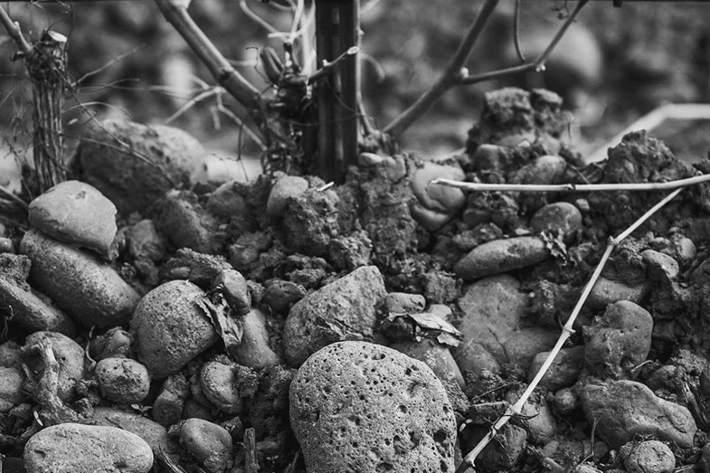Close-up black and white photo of uneven rocky soil with various sizes of stones and some dried plant stems.