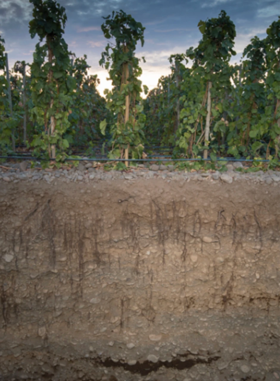 Cross-section of vineyard soil showing grapevine roots extending downward through the rocky, layered soil beneath green grapevines under a cloudy sky at sunset.